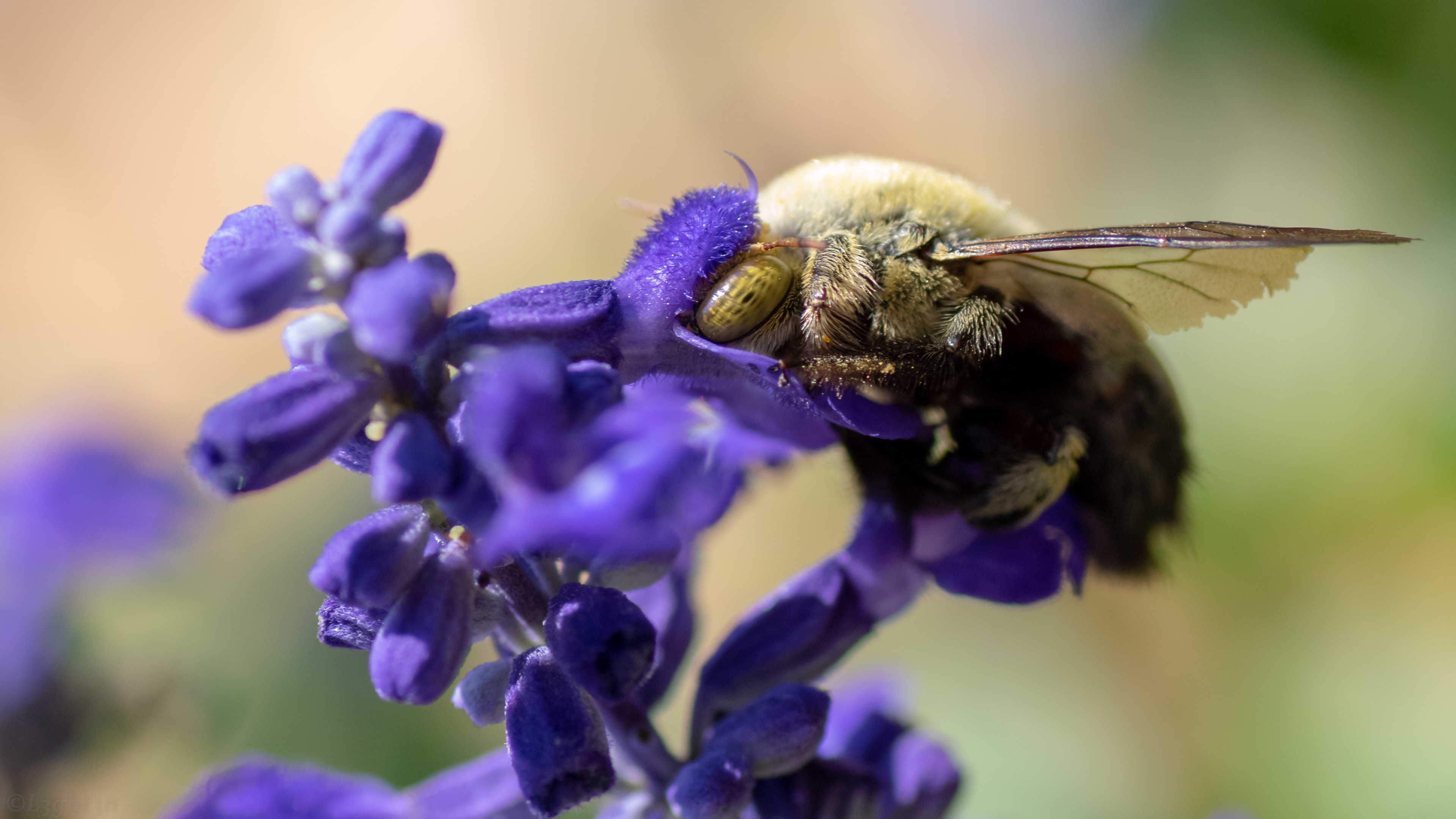General 3840x2160 photography animals flowers insect plants bumblebees blurred blurry background closeup macro