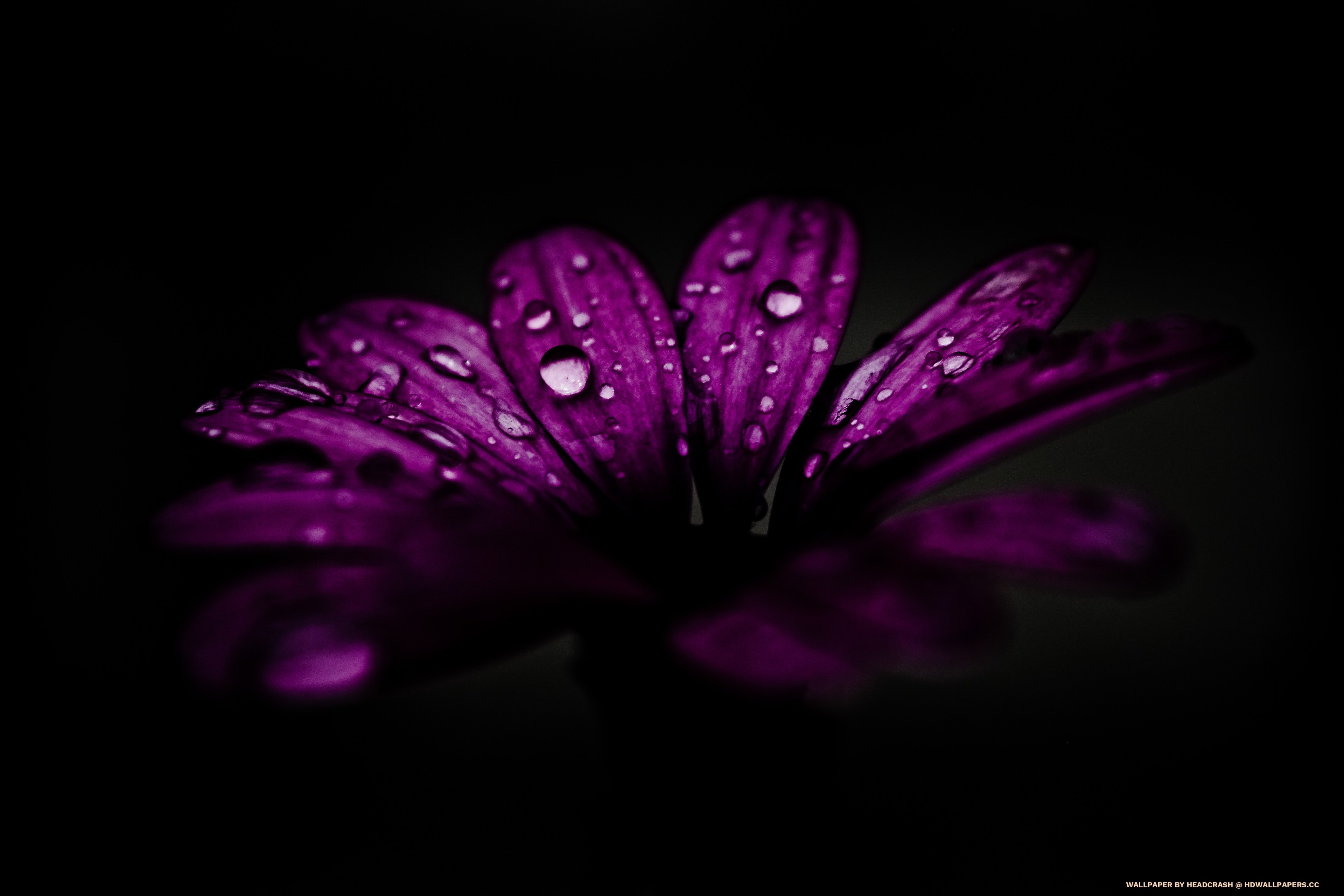 General 3840x2560 flowers purple blurred macro