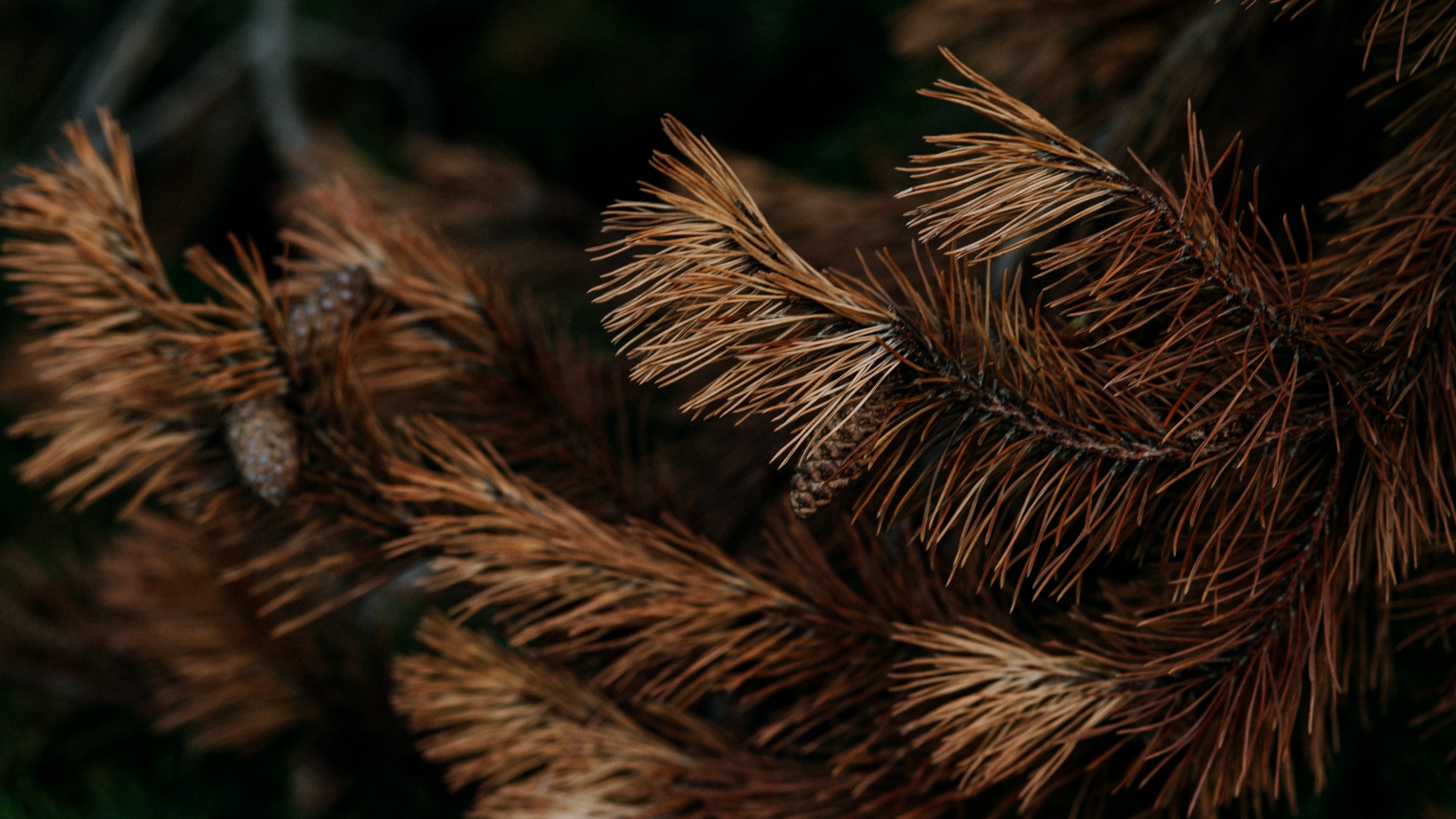 General 1920x1080 nature plants leaves dry  needles pine trees