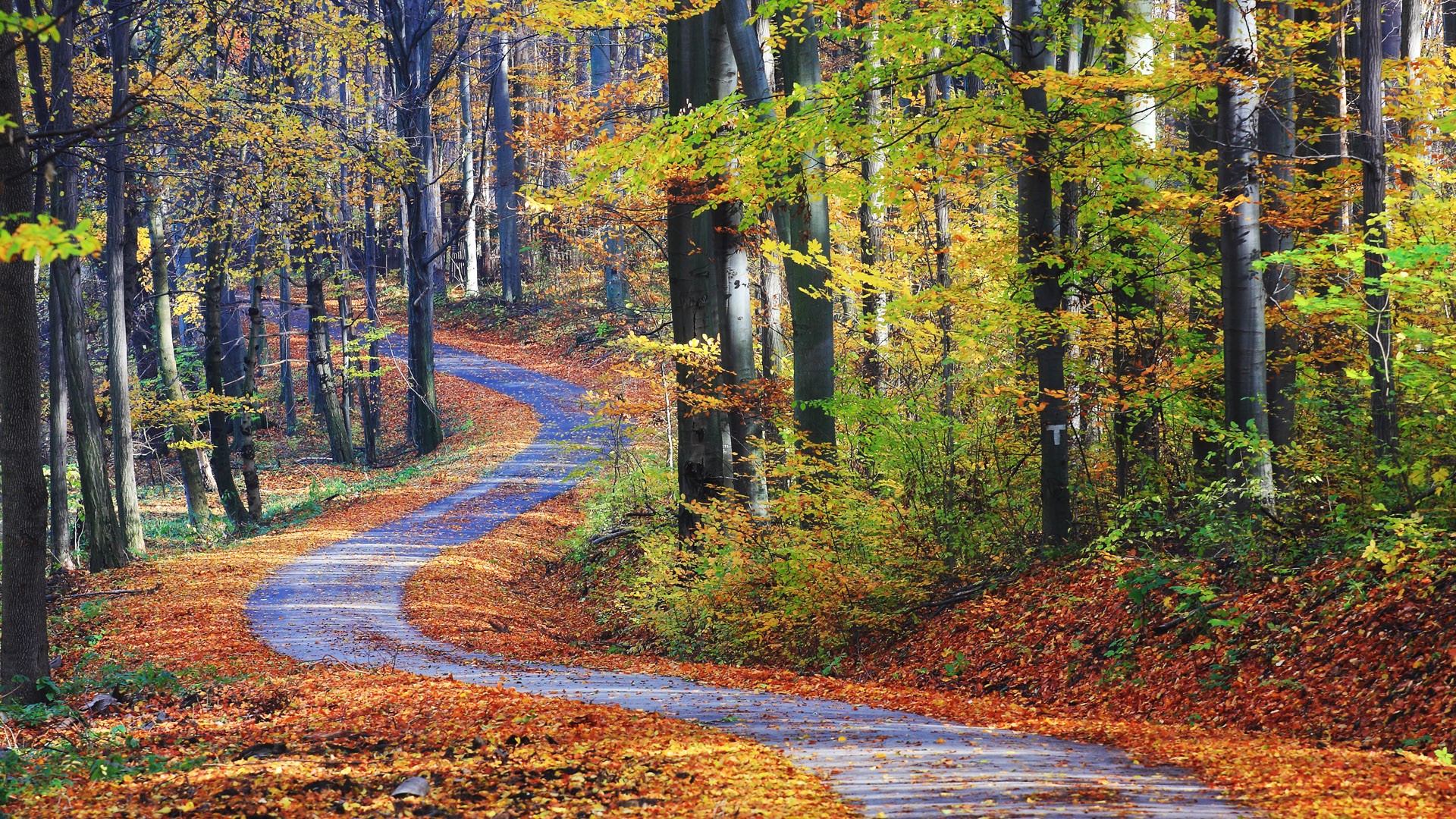General 1920x1080 nature landscape far view trees road leaves fall forest plants Hungary