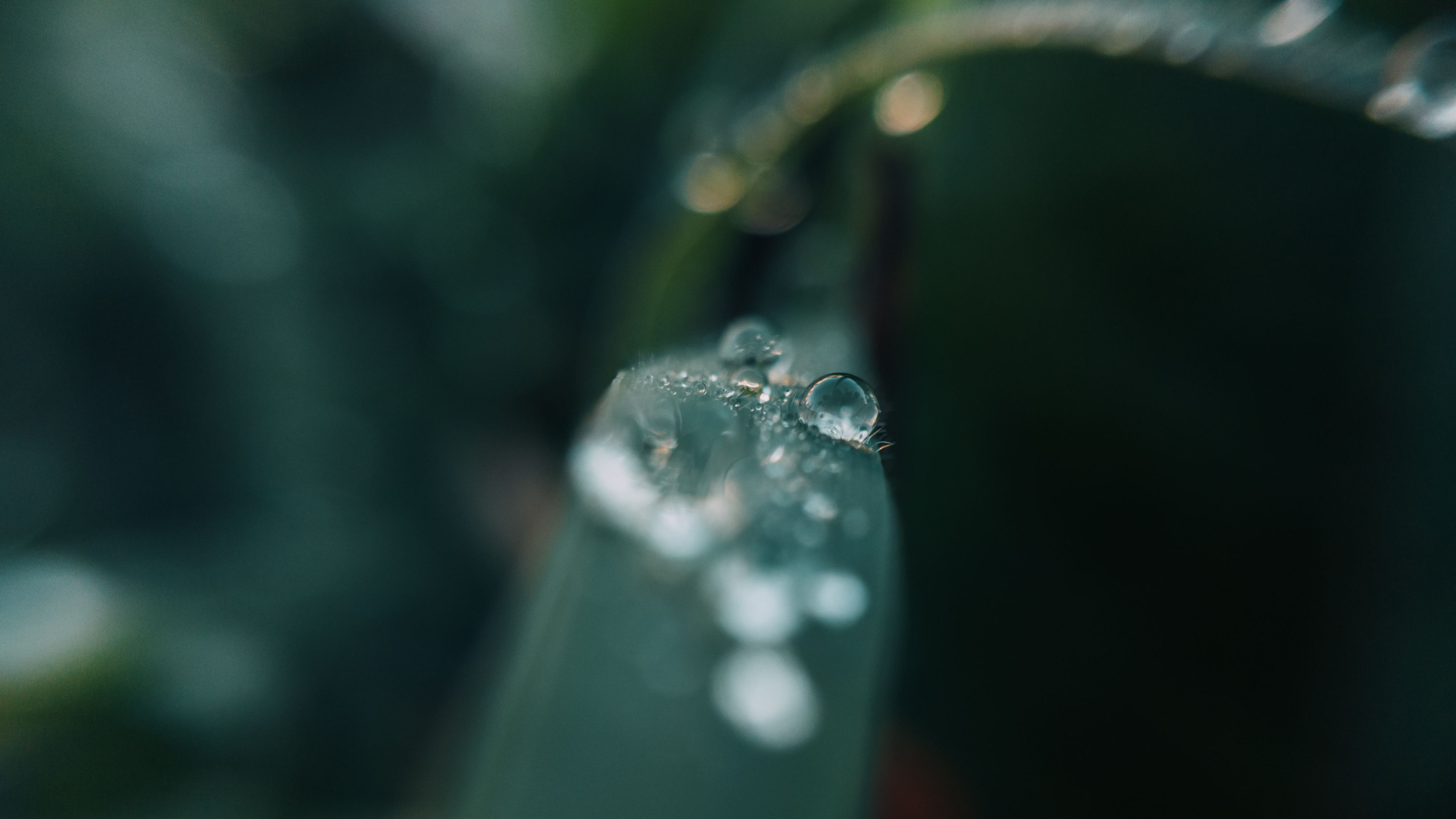 General 4016x2259 macro water drops reflection nature