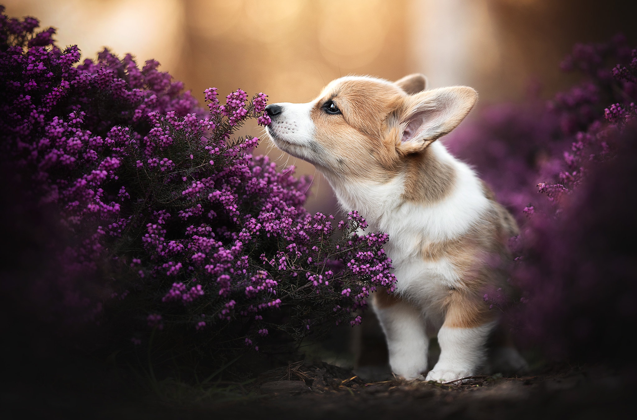 General 2048x1351 puppies outdoors plants dog animals mammals Corgi closeup flowers