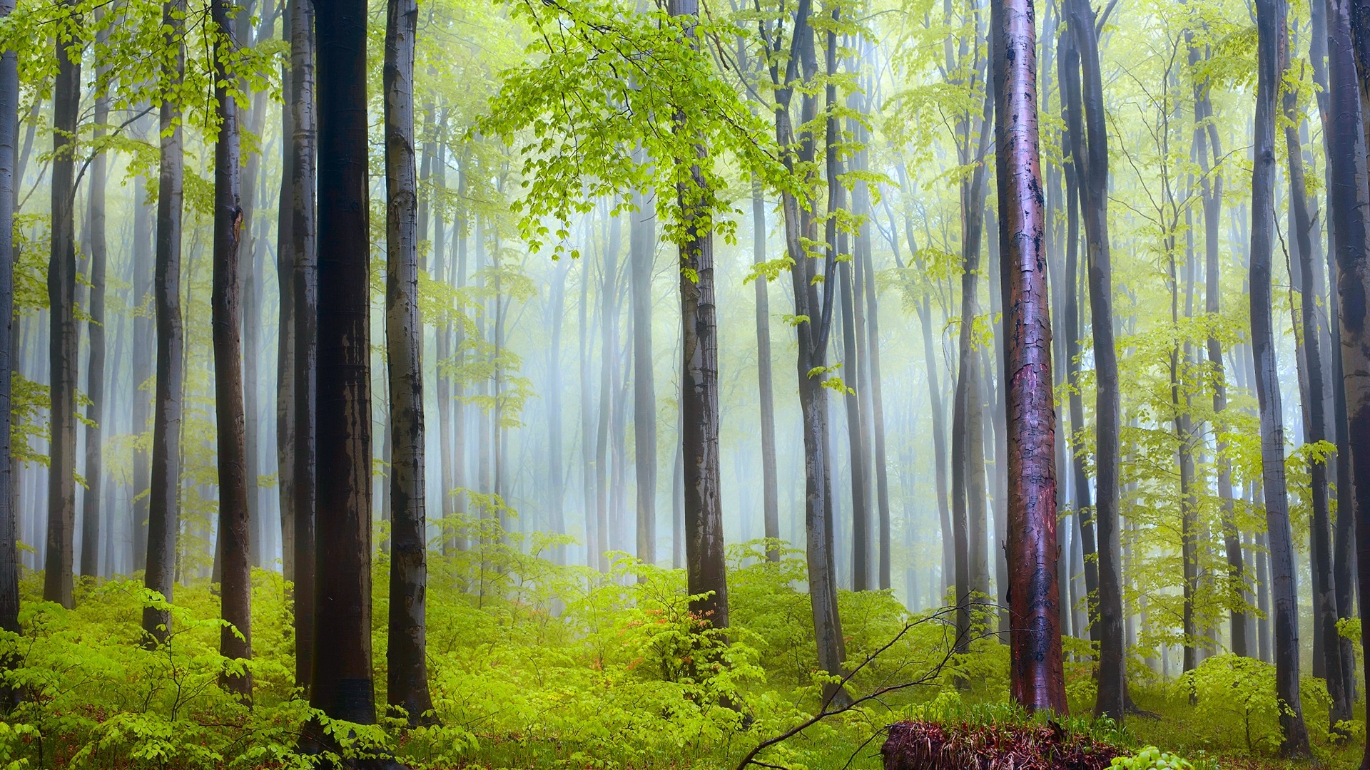 General 1920x1080 nature forest trees plants mist
