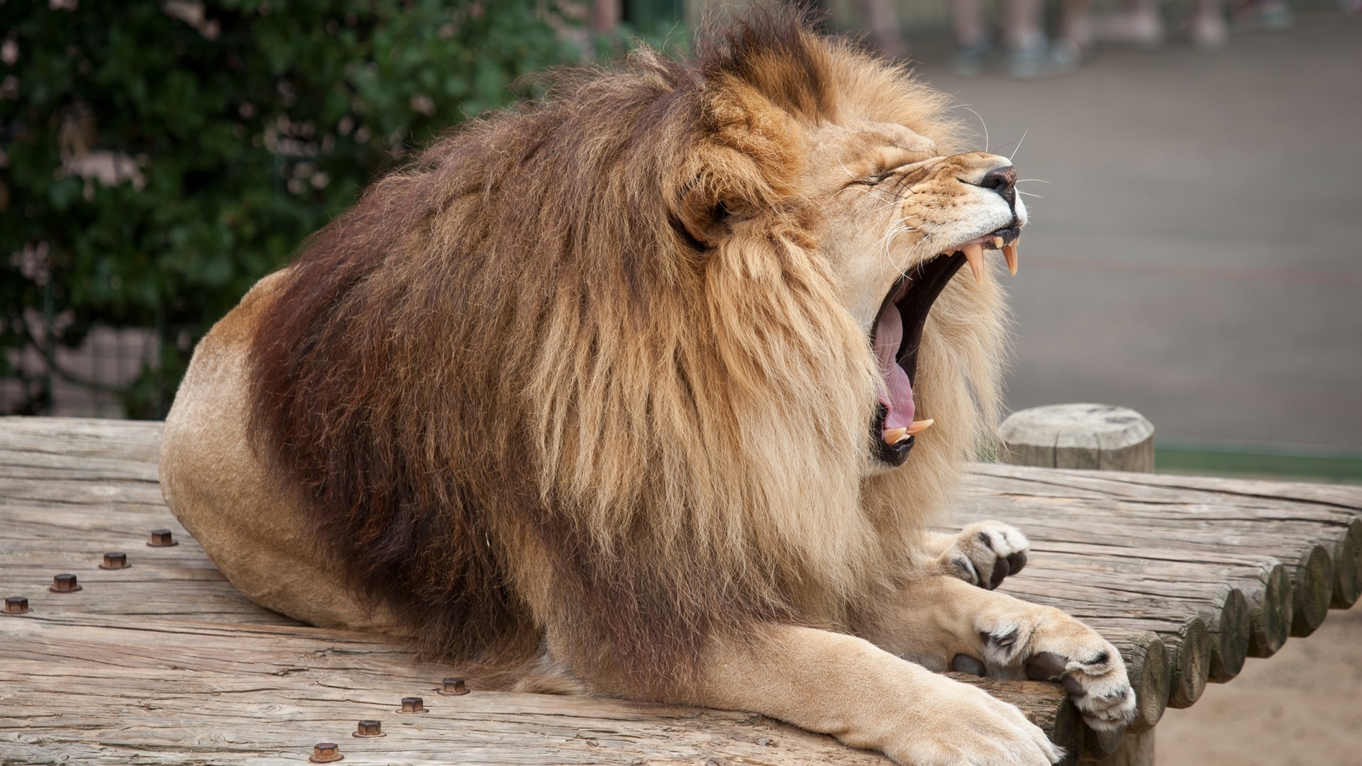 General 1920x1080 lion big cats nature roar yawning