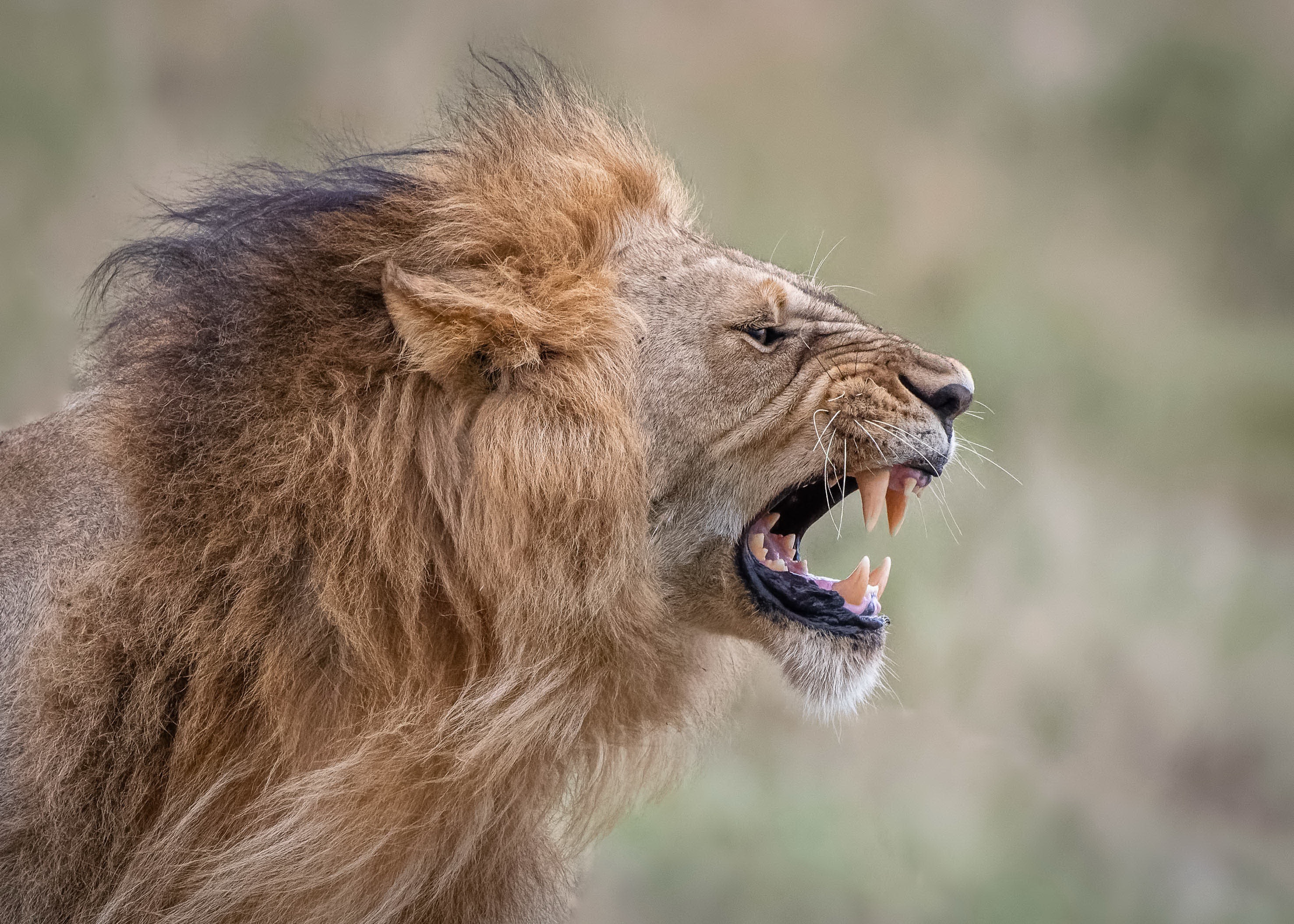General 2954x2110 animals mammals big cats lion profile teeth closeup