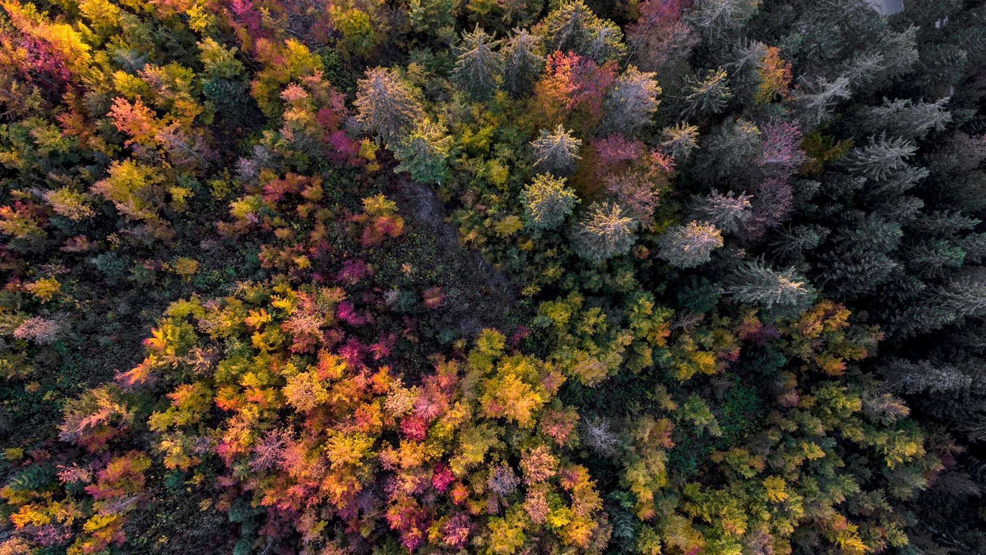 General 1920x1080 nature trees forest plants fall aerial view drone photo Switzerland