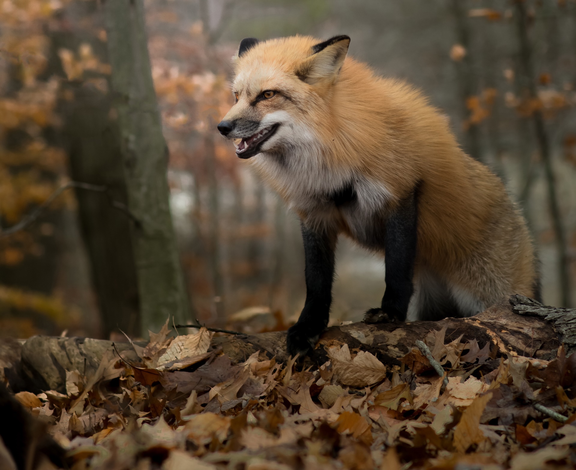 General 1920x1567 fox mammals animals leaves closeup