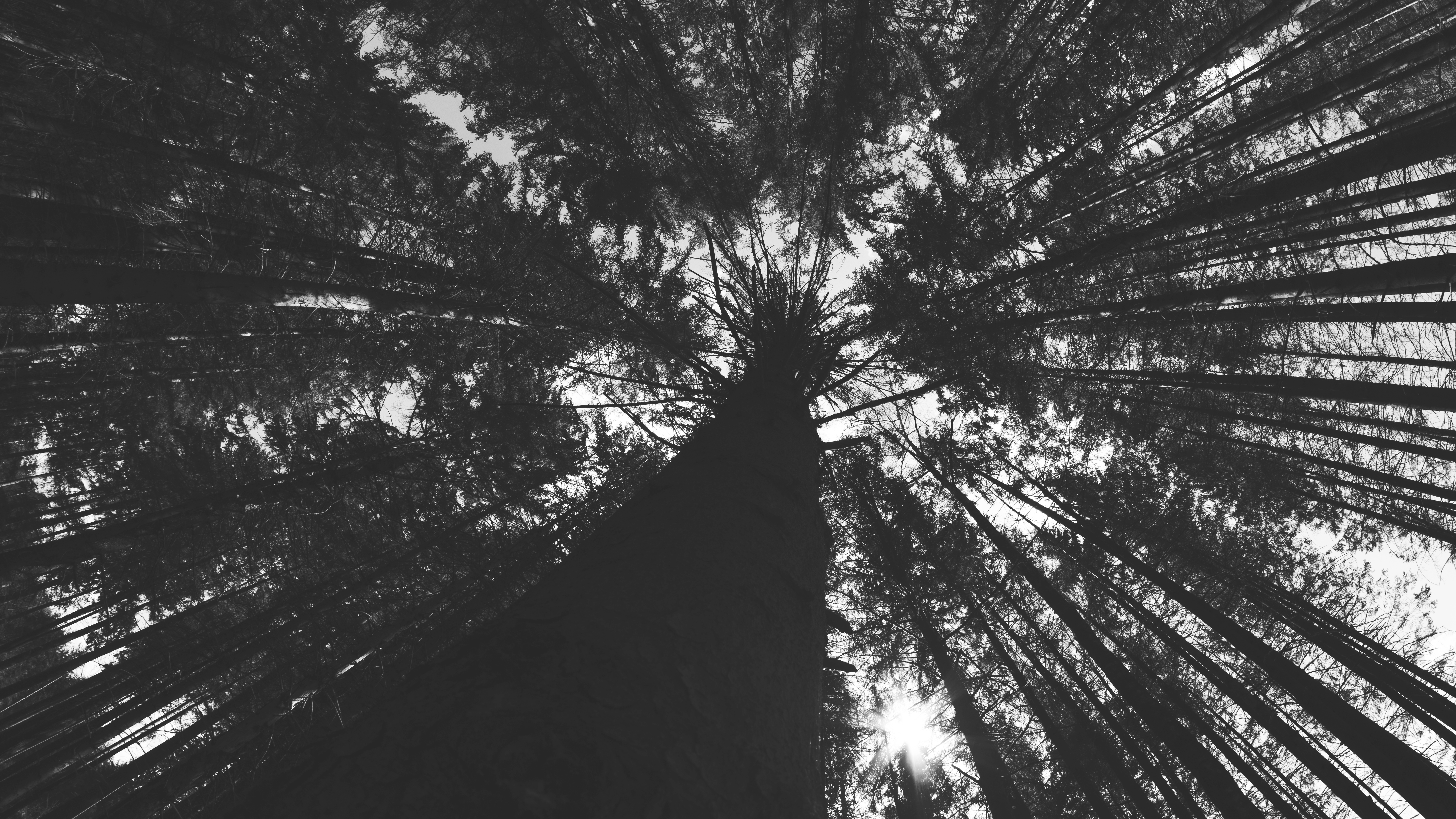 General 6000x3376 nature trees sky forest Sun monochrome