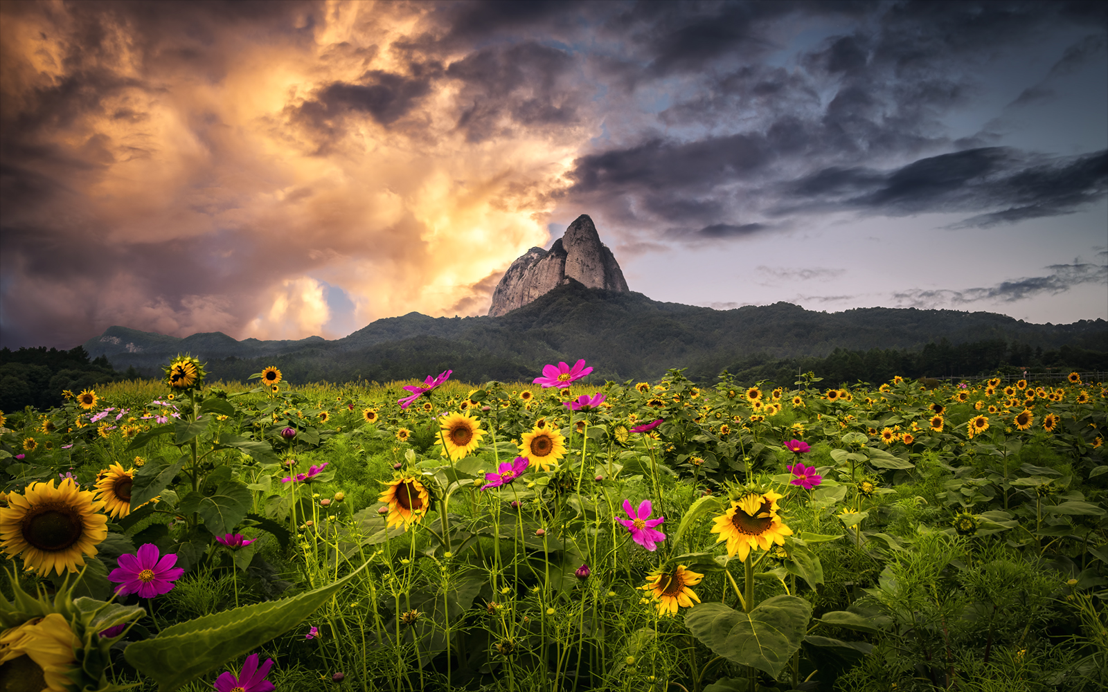 General 1600x1000 mountains forest sunflowers yellow flowers pink flowers plants flowers clouds Monsoon landscape nature