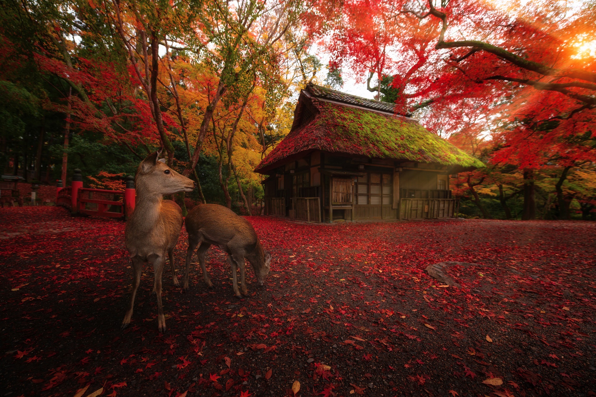 General 1920x1278 deer animals house mammals leaves trees fall outdoors