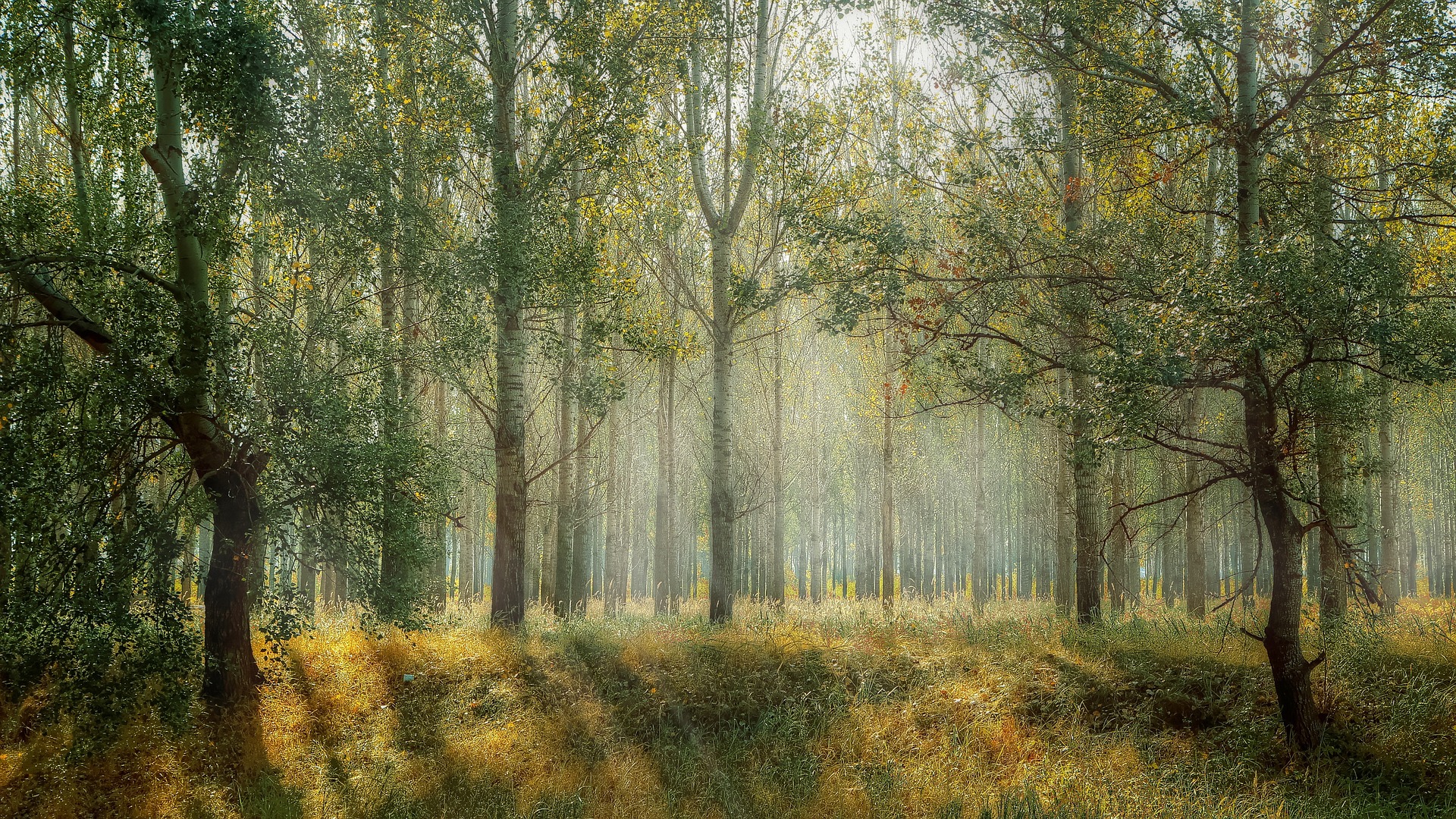 General 1920x1080 forest trees nature sun rays