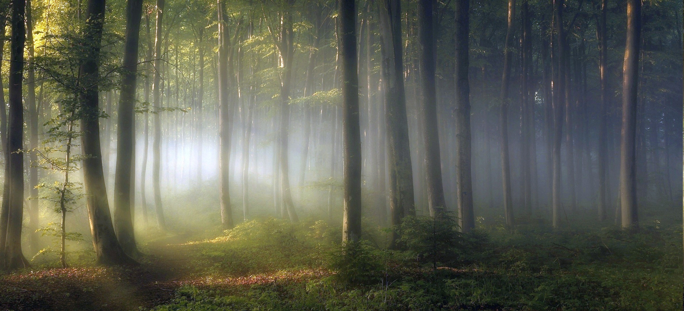 General 2388x1088 nature forest trees mist sun rays leaves dappled sunlight plants morning branch