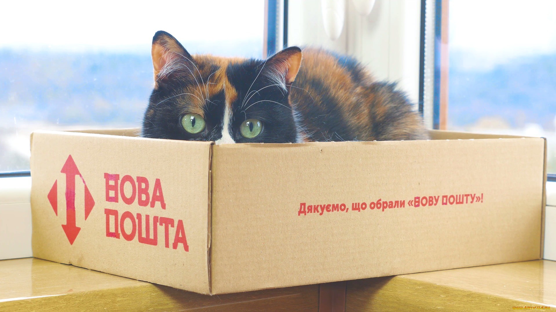 General 1920x1080 boxes cats animals feline mammals indoors cat eyes pussy peek Ukrainian closeup