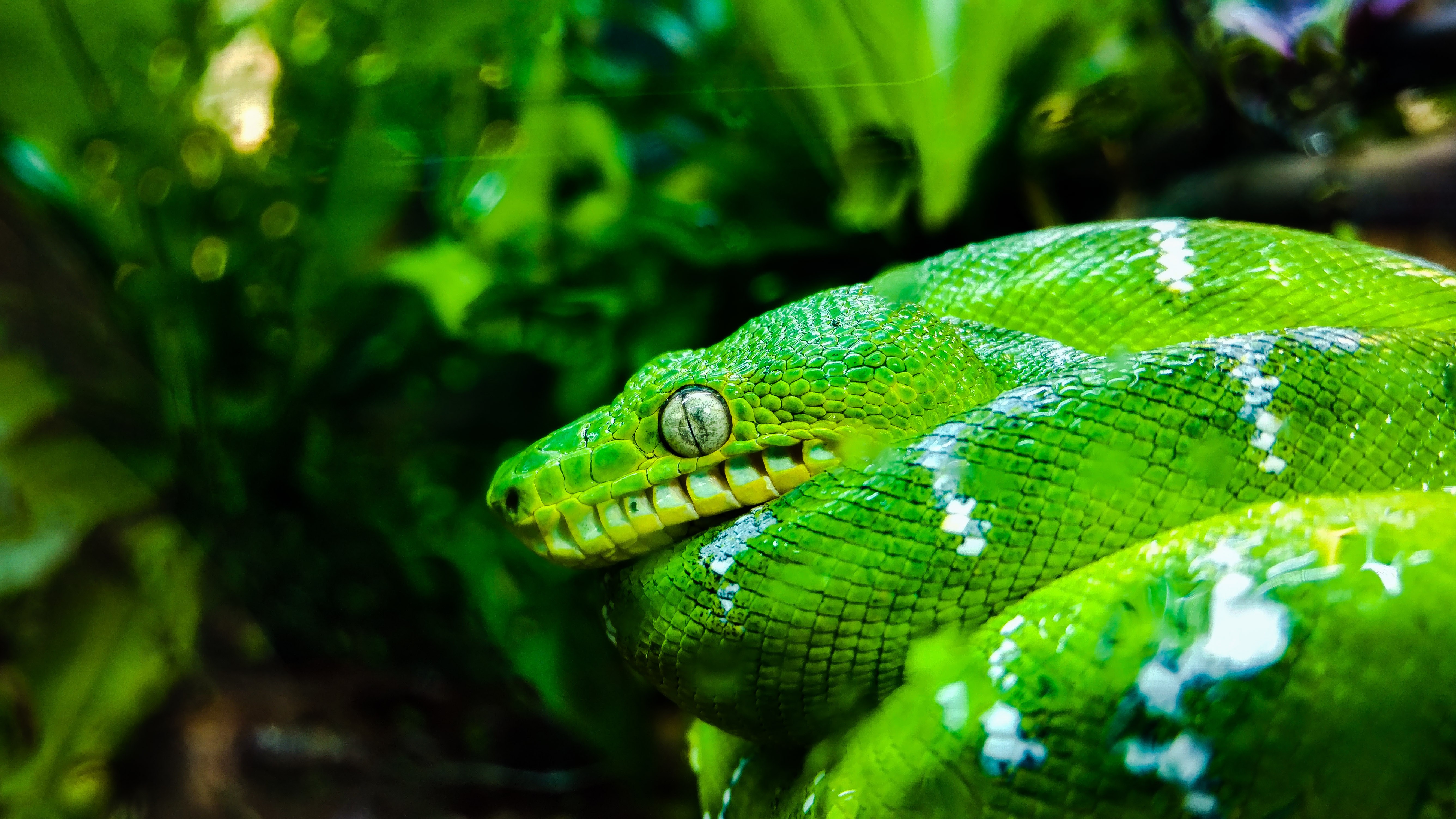 General 5344x3006 green animals San Francisco closeup blurry background snake