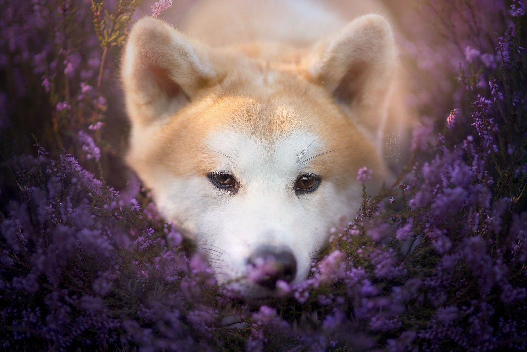 General 2048x1366 plants flowers dog animals purple flowers closeup looking at viewer fur