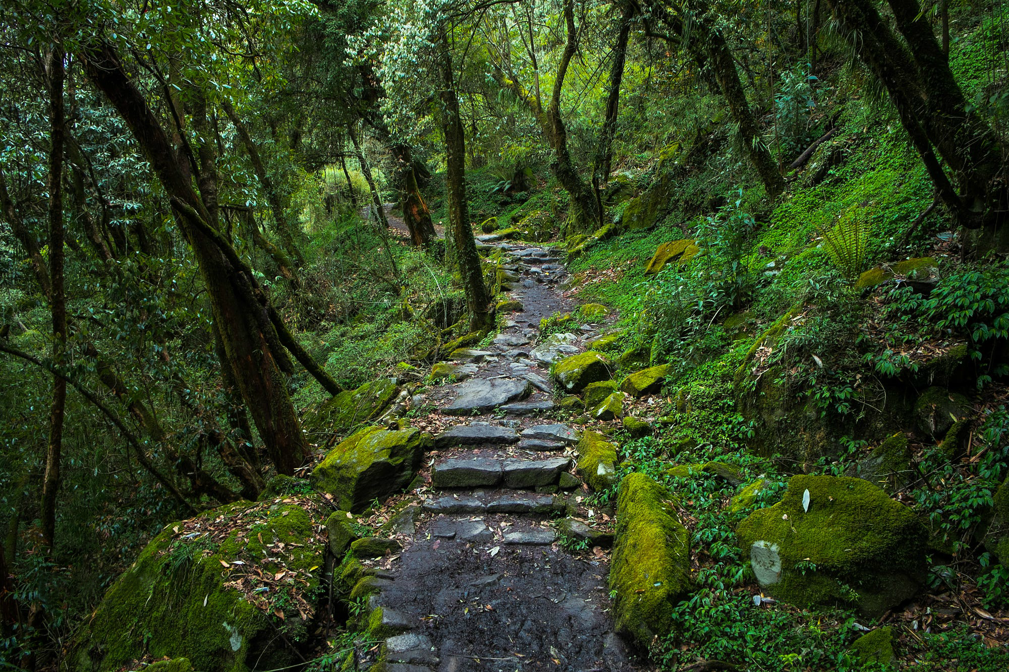 General 2000x1333 jungle nature trees forest green path plants mountain pass moss stones wet ferns