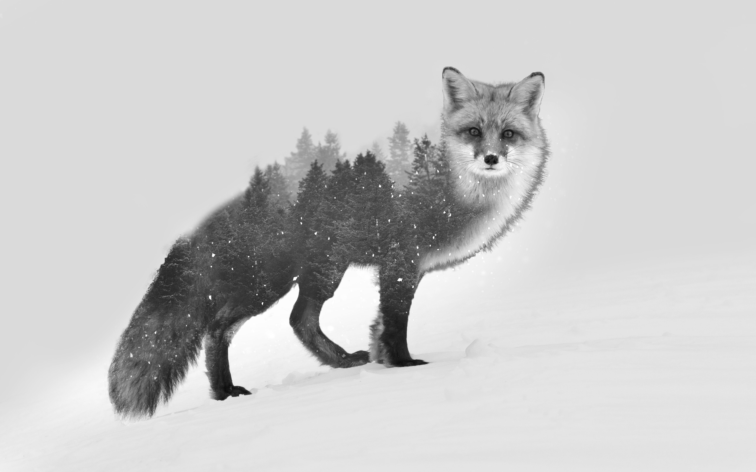 General 2560x1600 fox double exposure black white photo manipulation animals winter snow white background trees forest nature monochrome gray