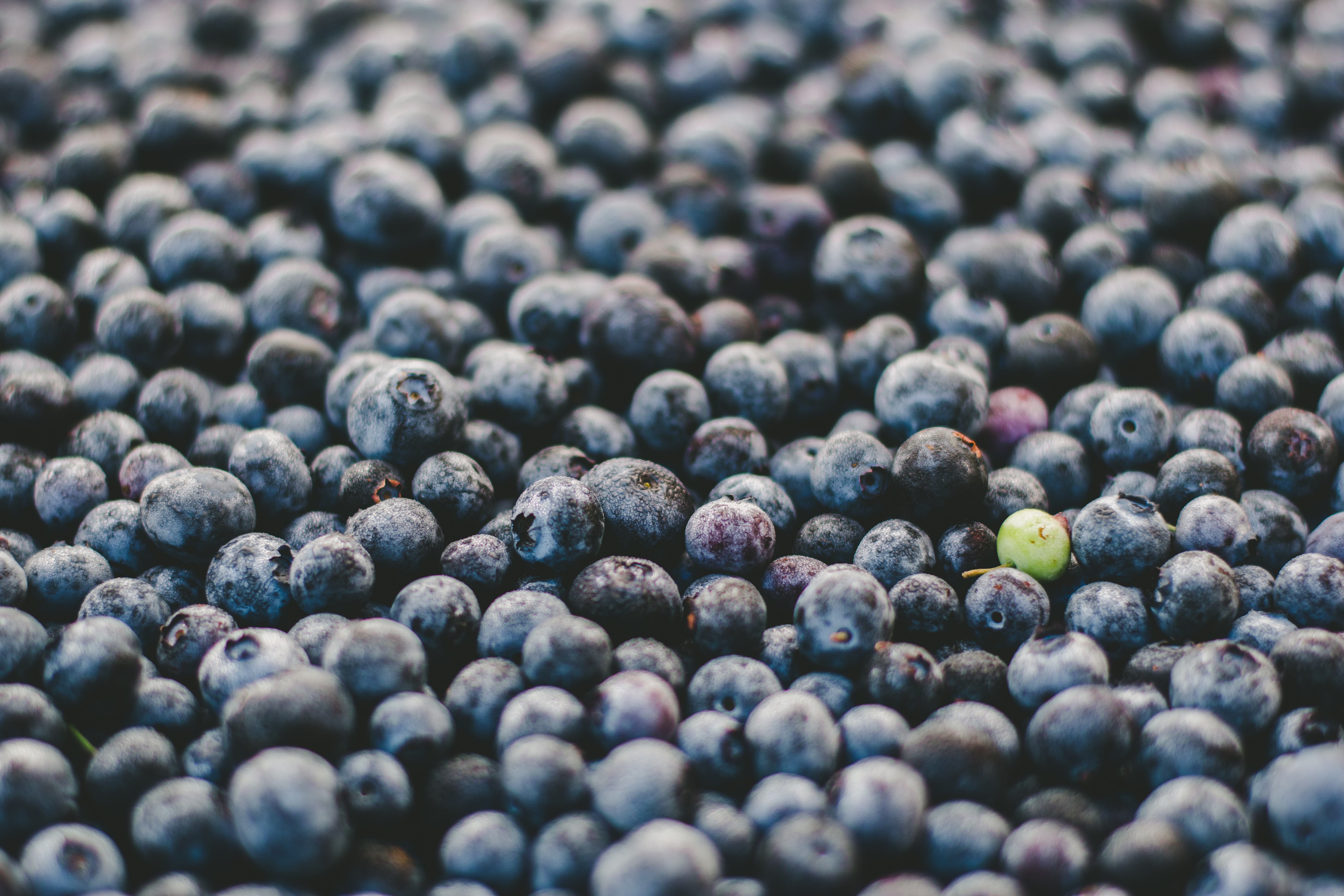 General 6000x4000 fruit blueberries macro food blue berries
