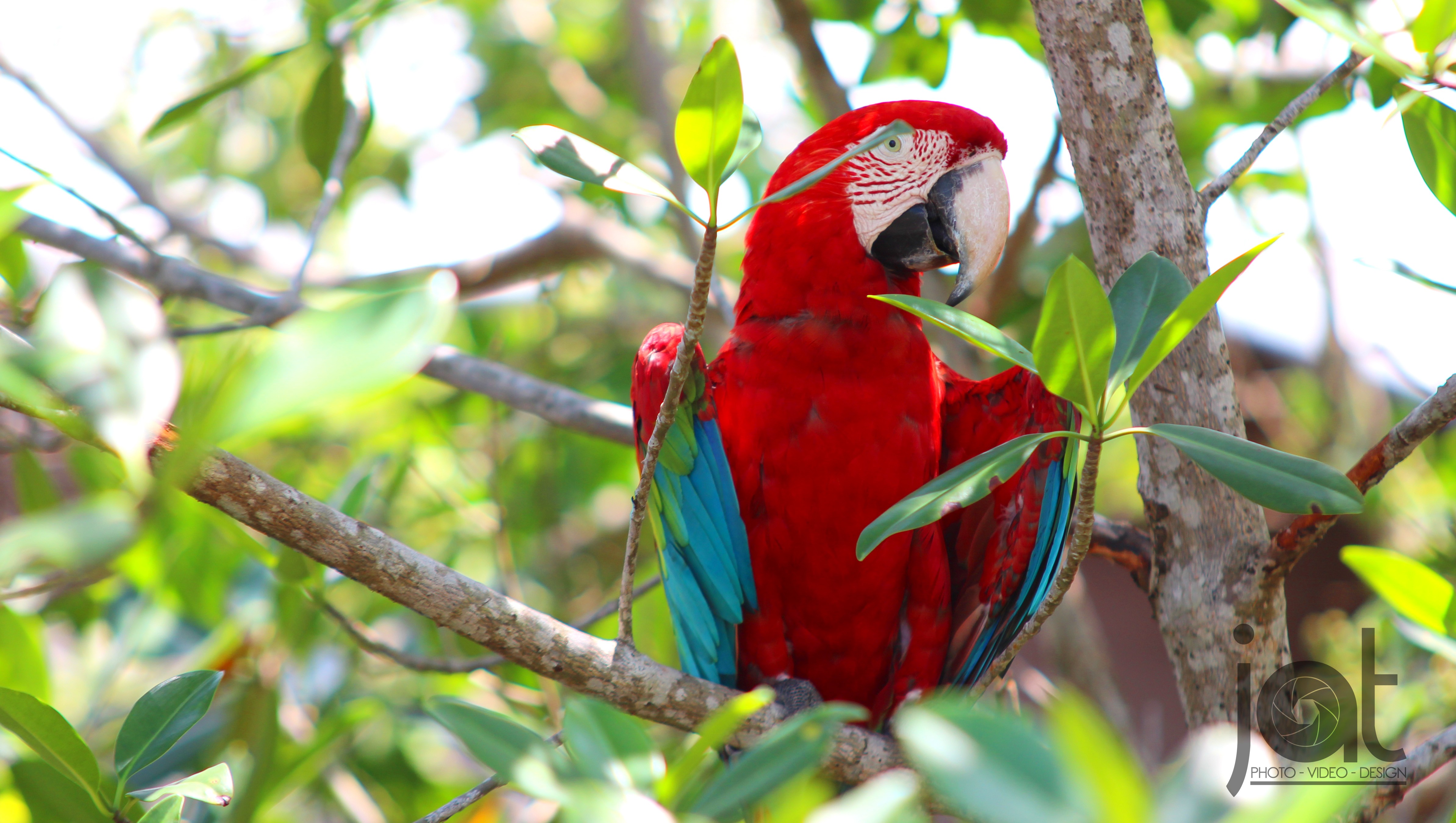 General 4776x2700 birds Big Bird Panama Isla Colon island Bocas Town Bocas del Toro trees parrot