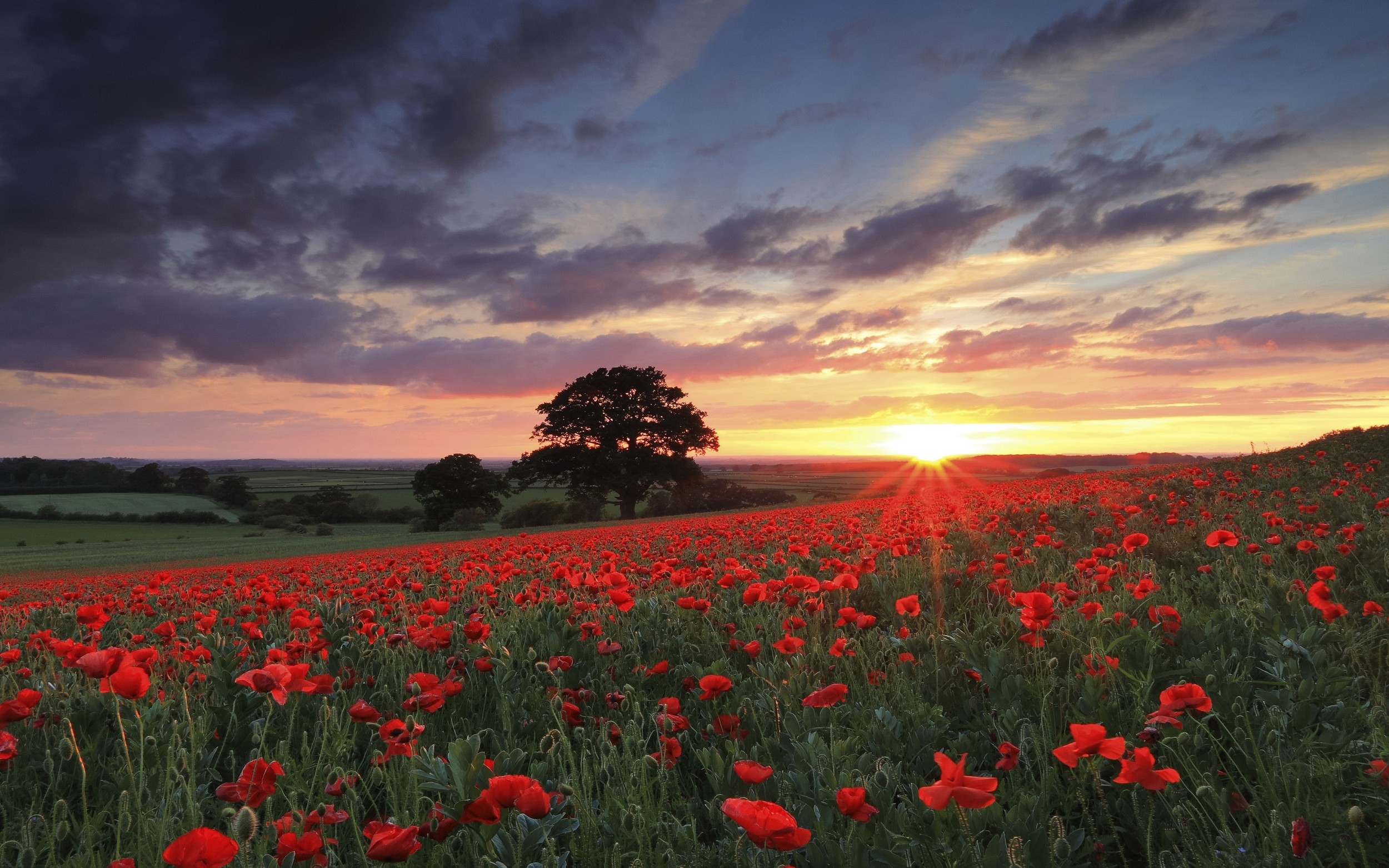 General 2500x1563 nature landscape photography flowers poppies sunset spring field trees red green sky plants sunlight