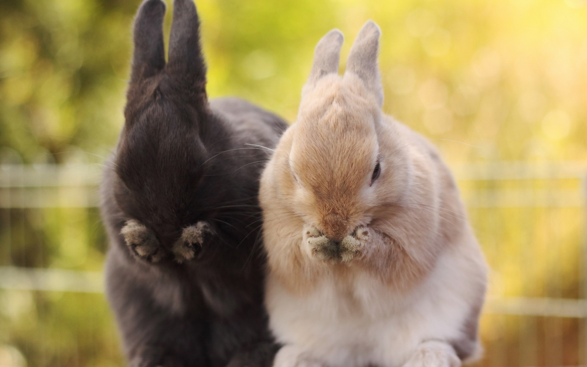 General 1920x1200 animals rabbits bunny ears outdoors closeup