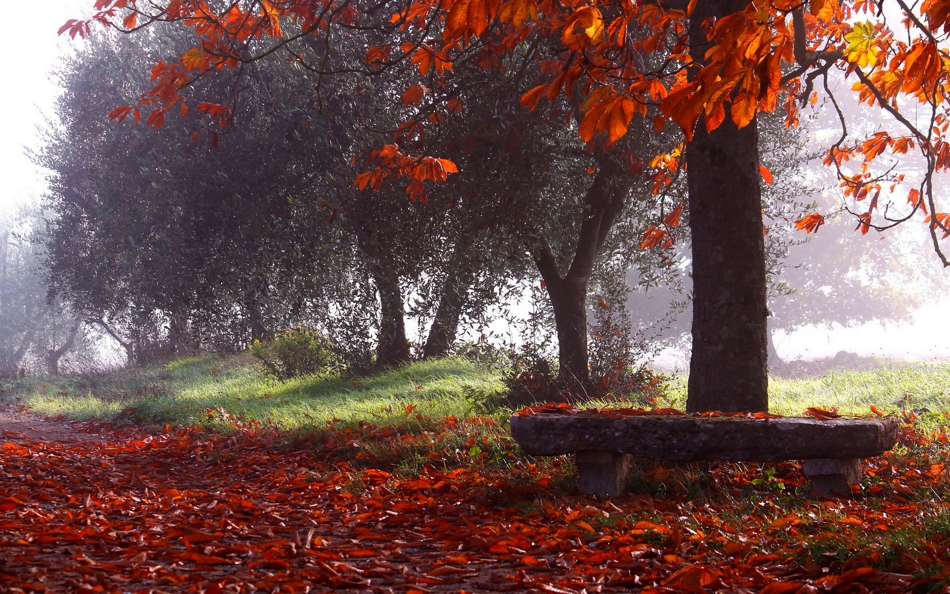 General 1920x1200 nature photography landscape park fall trees leaves bench morning mist sunlight