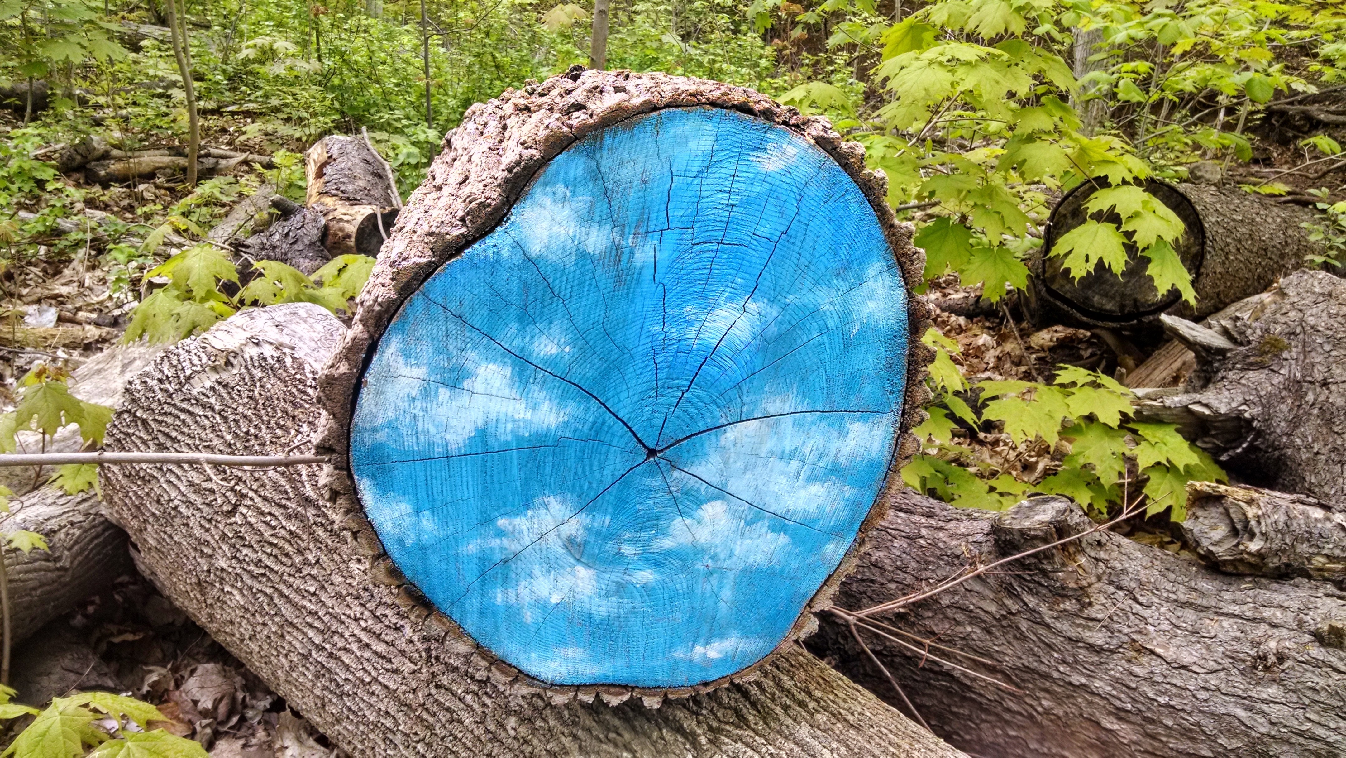 General 4320x2432 nature wood plants outdoors blue artwork painting cyan tree stump log