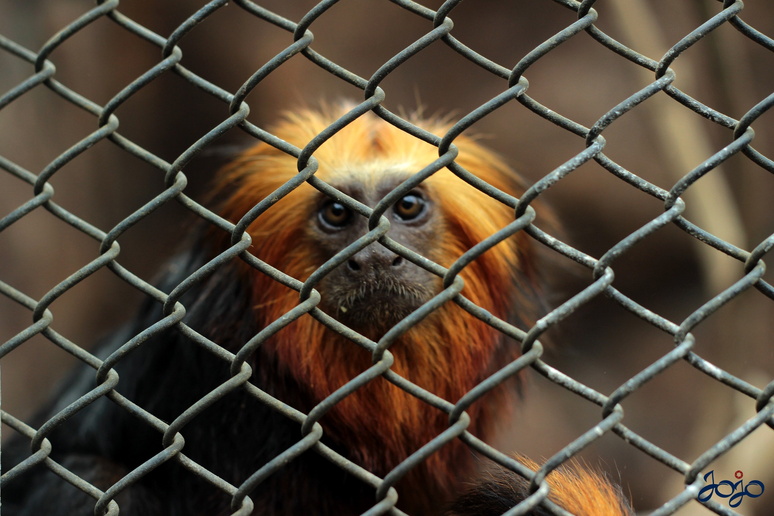 General 2566x1711 animals monkey cages apes closeup watermarked depth of field fur looking at viewer fence