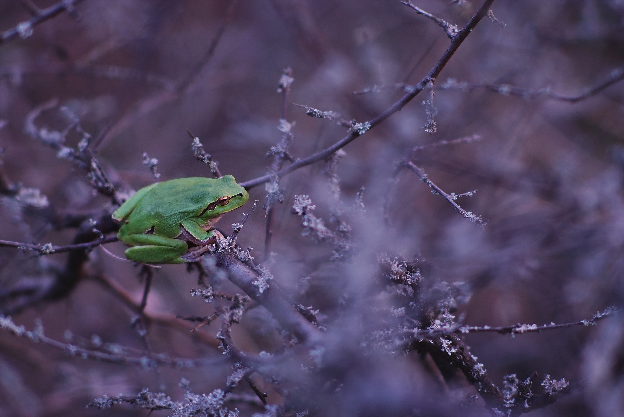 General 2048x1370 animals frog twigs amphibian nature frost closeup