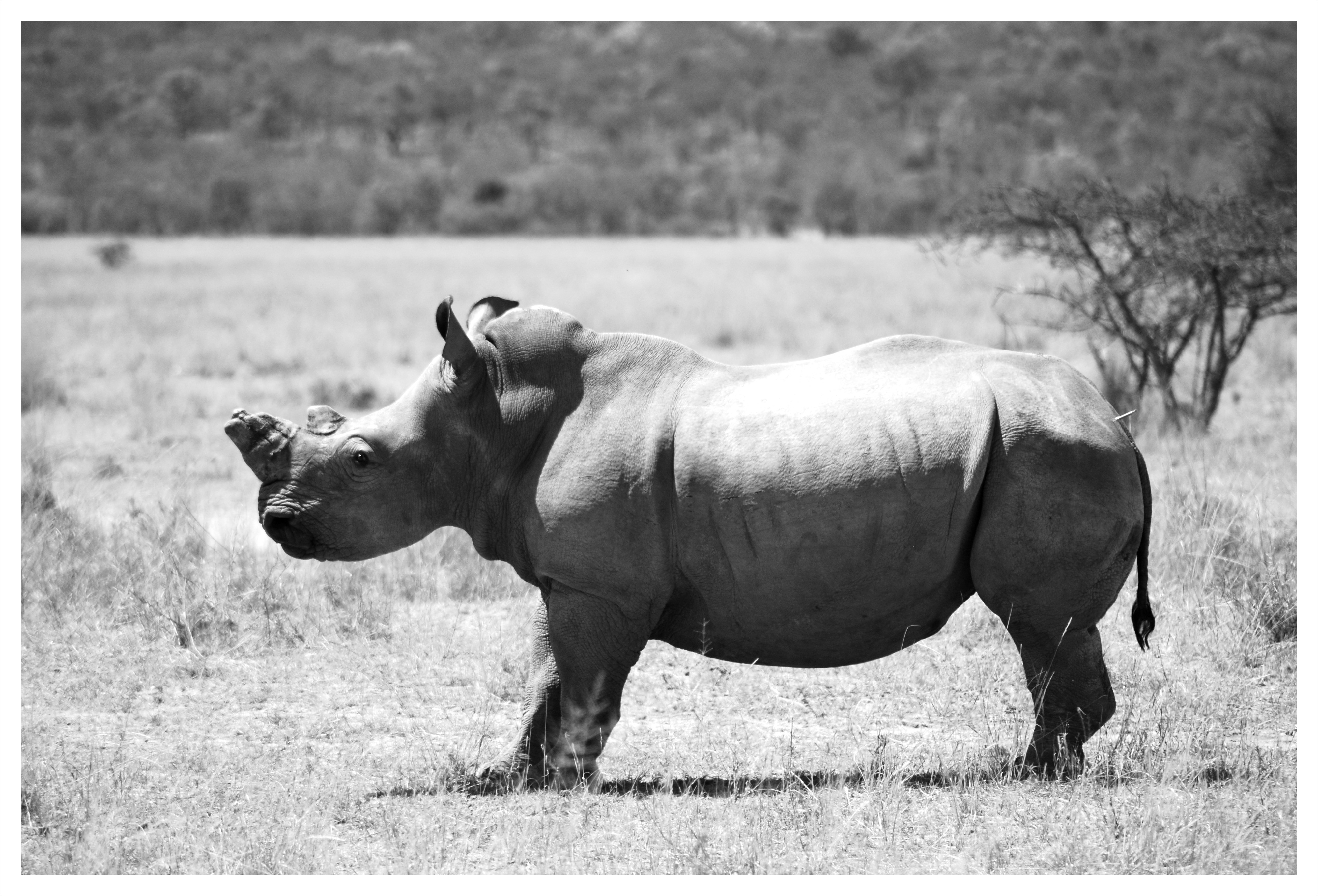General 4000x2720 rhino black white grass monochrome animals mammals