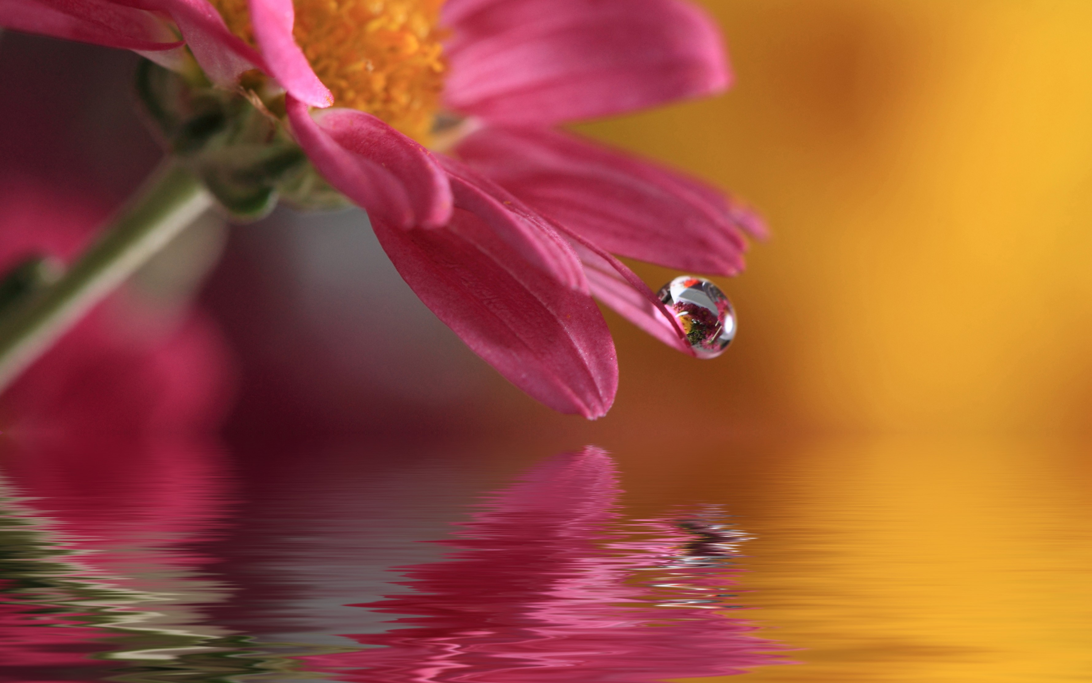 General 3559x2227 macro blurred water water drops flowers lights photography plants reflection