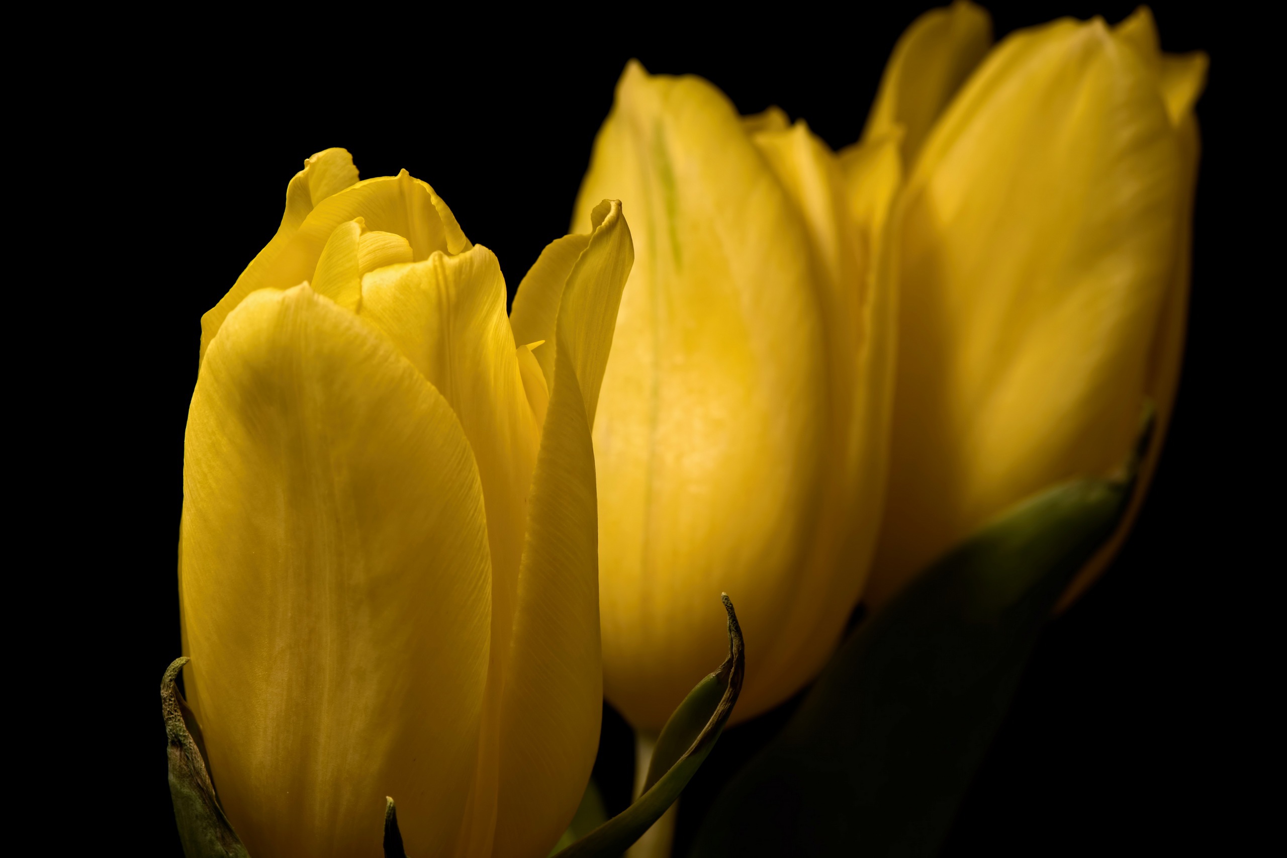 General 2560x1707 tulips flowers yellow flowers plants simple background closeup