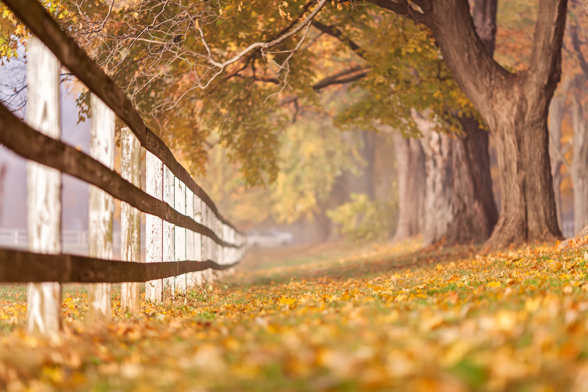 General 2048x1365 trees fence fall fallen leaves