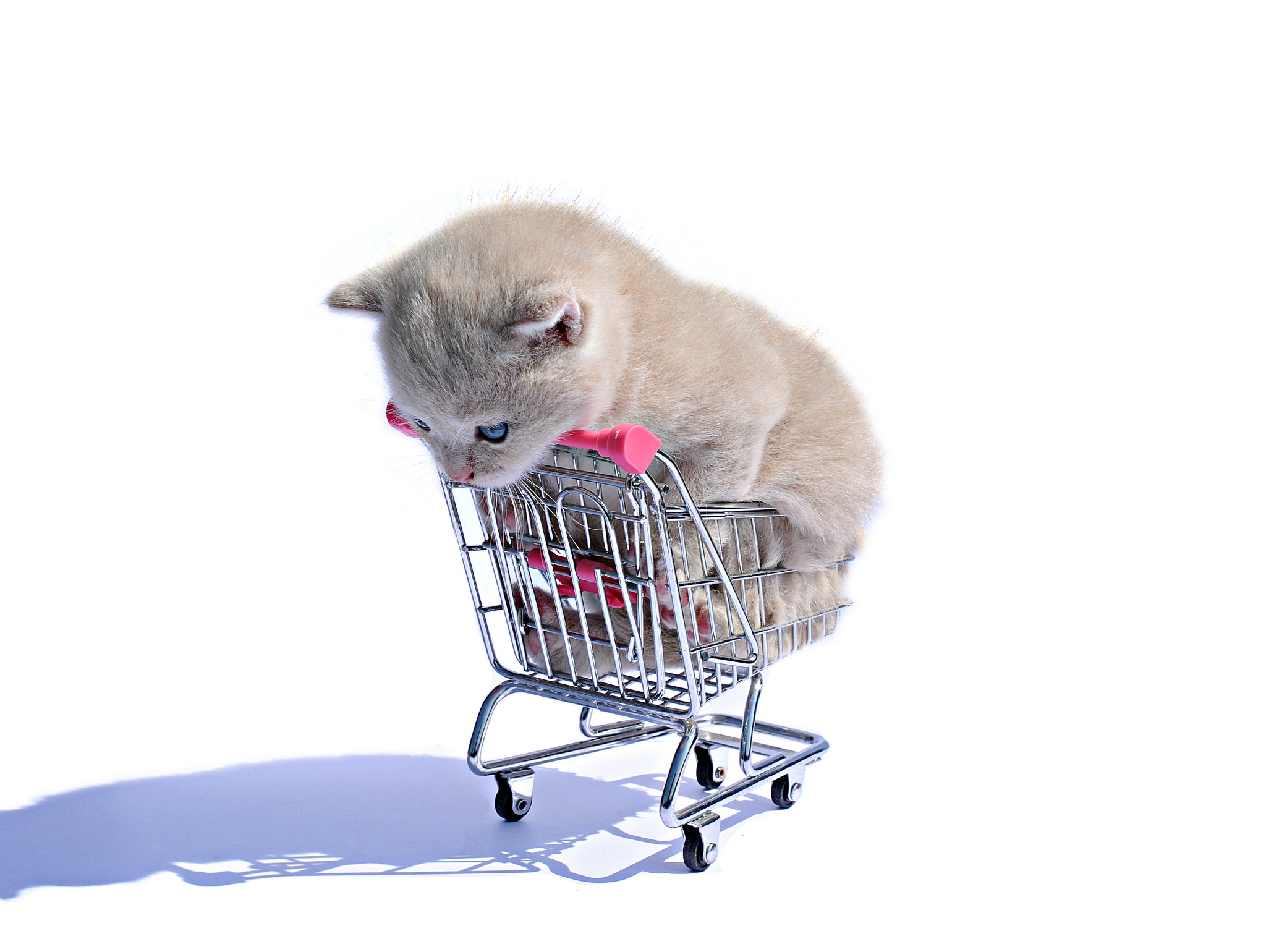 General 2048x1540 shopping cart cats white animals humor white background simple background kittens blue eyes