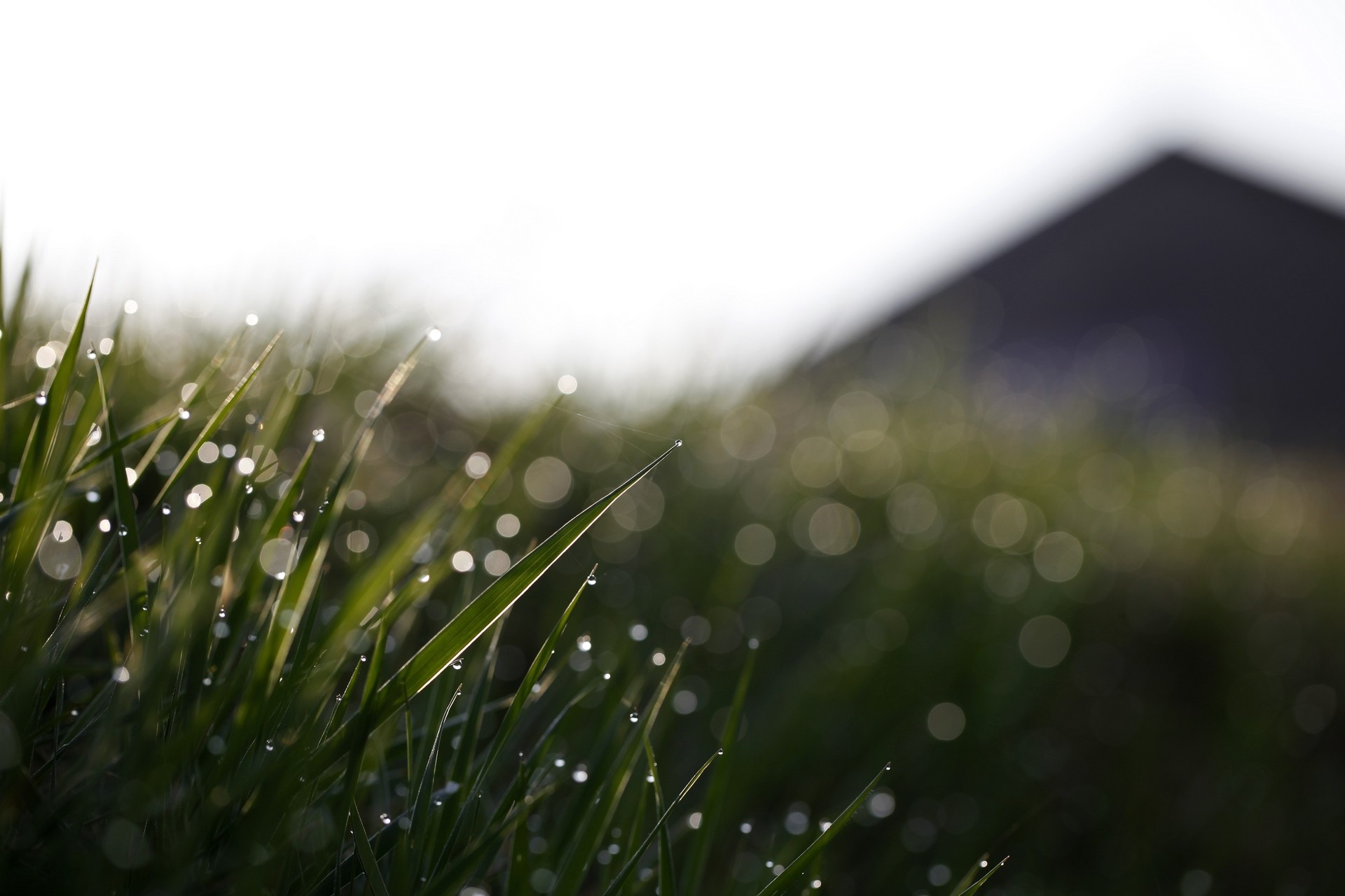 General 1920x1280 grass depth of field bokeh water drops dew plants outdoors