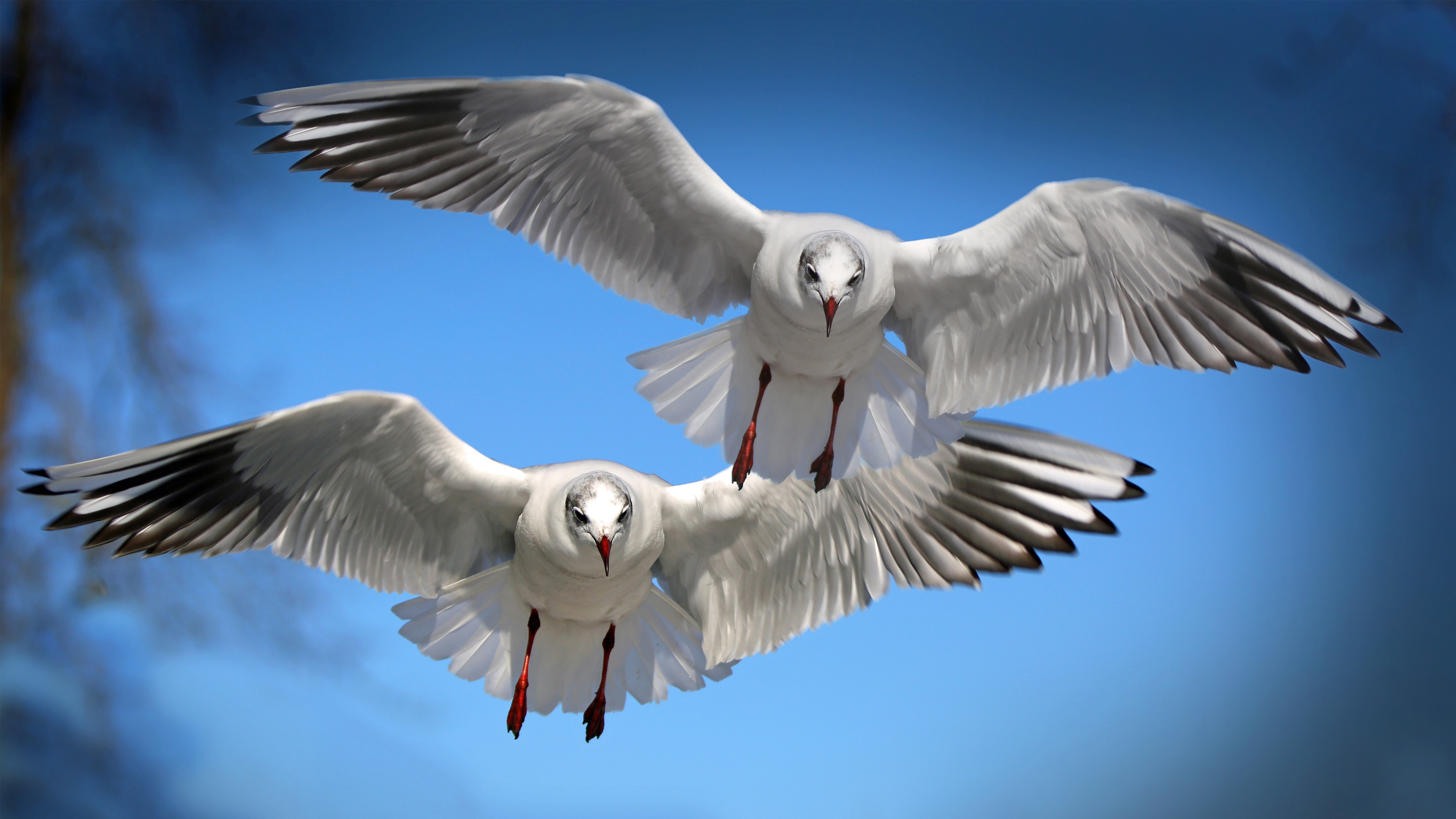 General 3840x2160 birds seagulls animals flying blue wings closeup