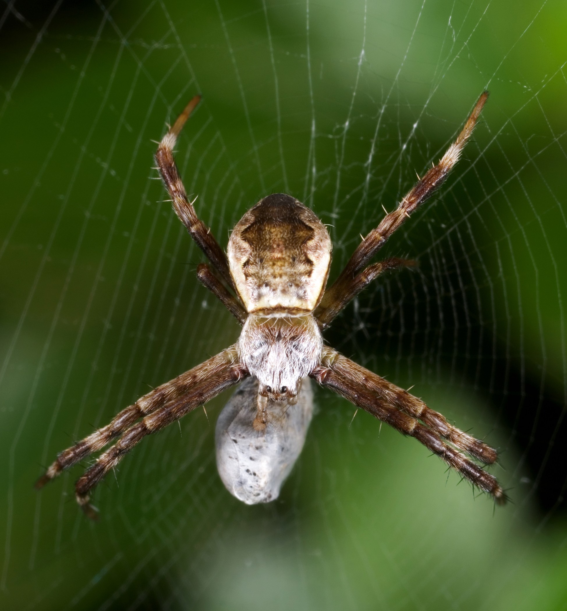 General 1948x2100 spider animals spiderwebs arachnid nature