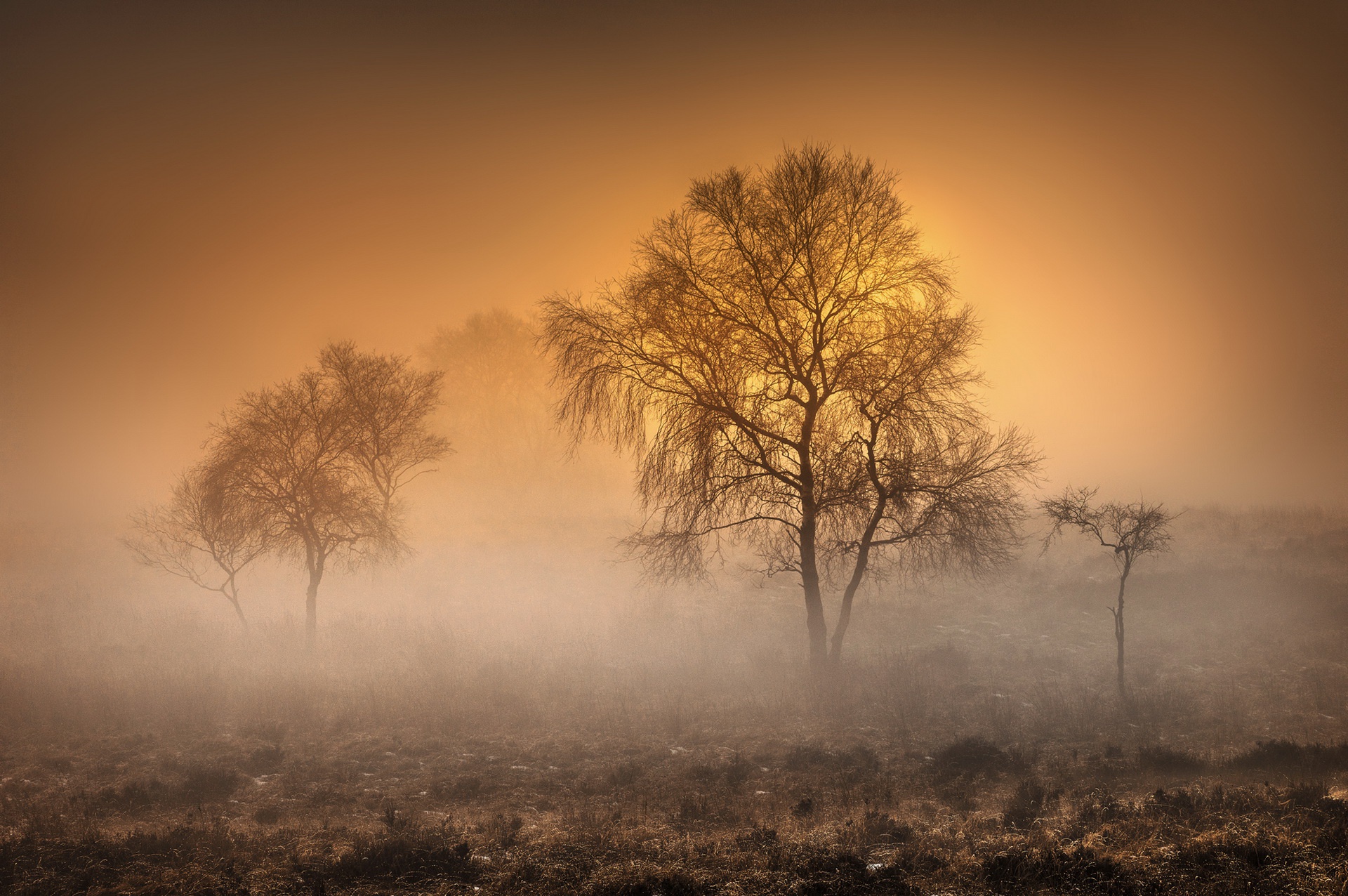 General 1920x1276 trees nature mist morning