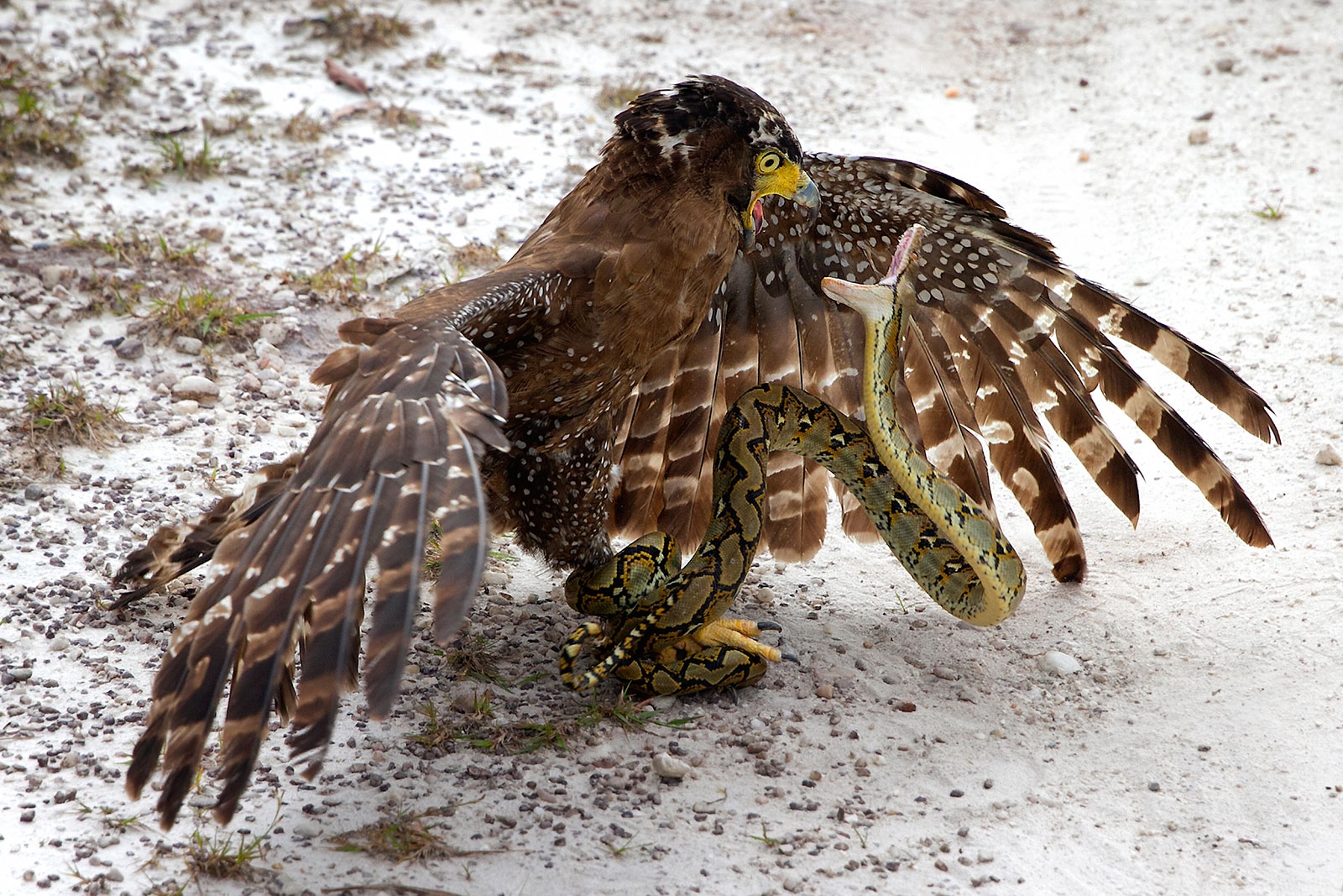 General 1600x1067 nature animals winter birds snake falcons snow wings feathers fighting wildlife Mexico