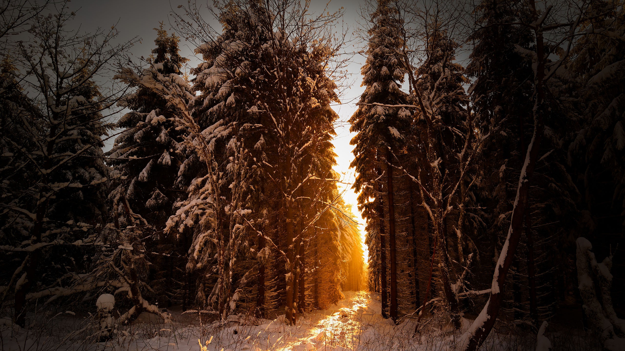 General 2560x1440 trees snow sunlight winter outdoors nature