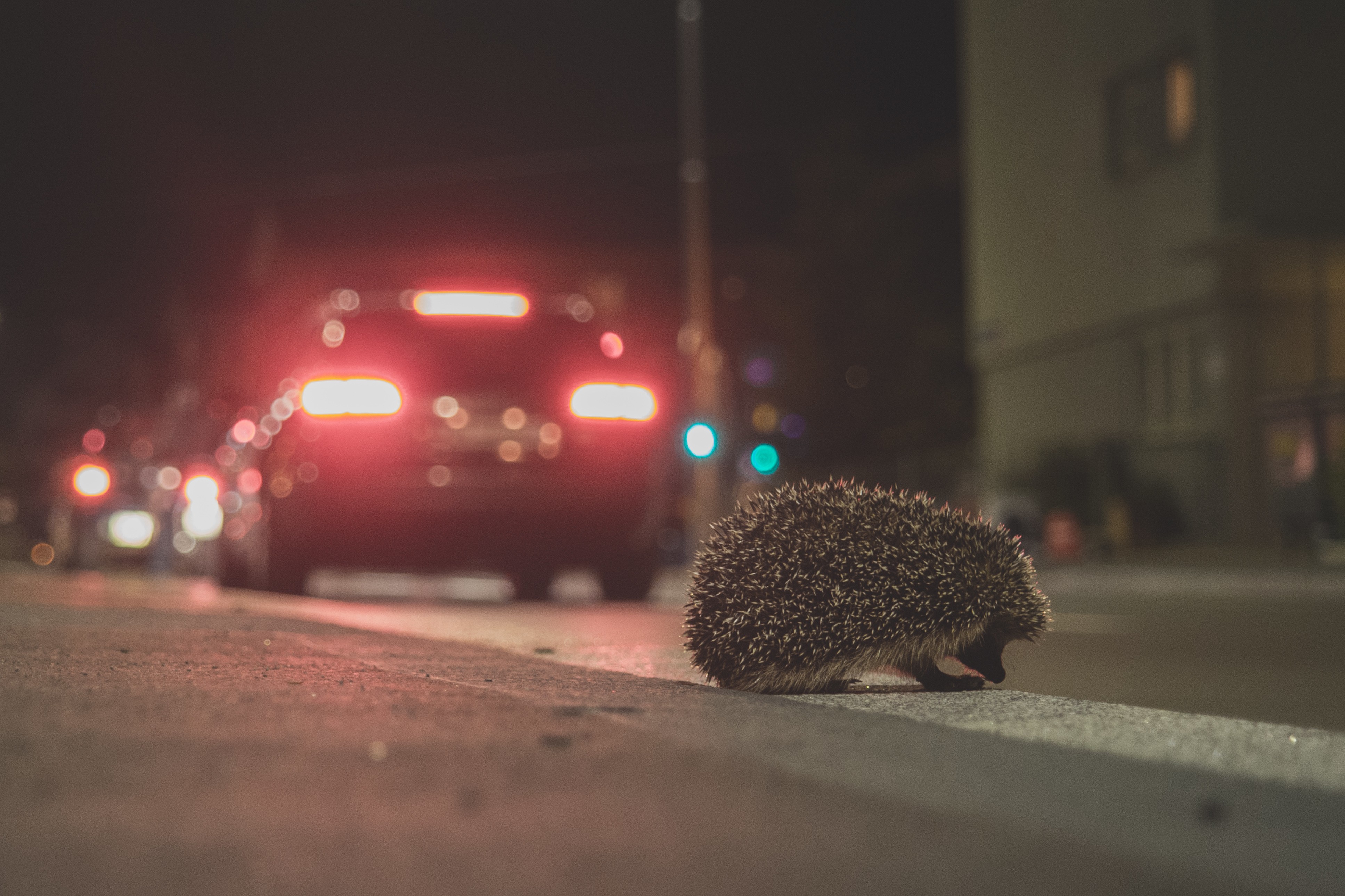 General 3870x2580 urban street night animals car mammals hedgehog
