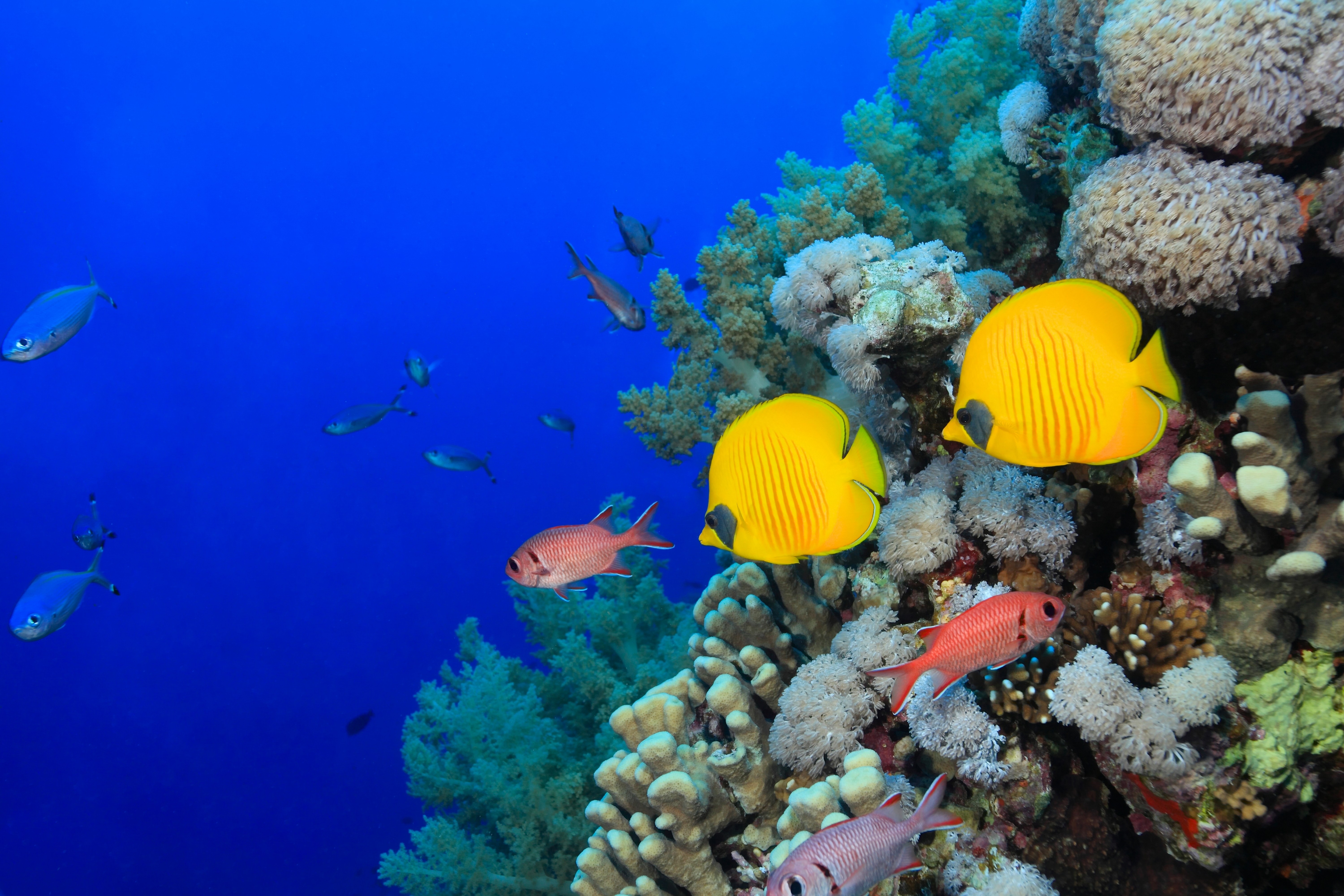 General 6000x4000 animals fish underwater tropical fish coral sea life nature
