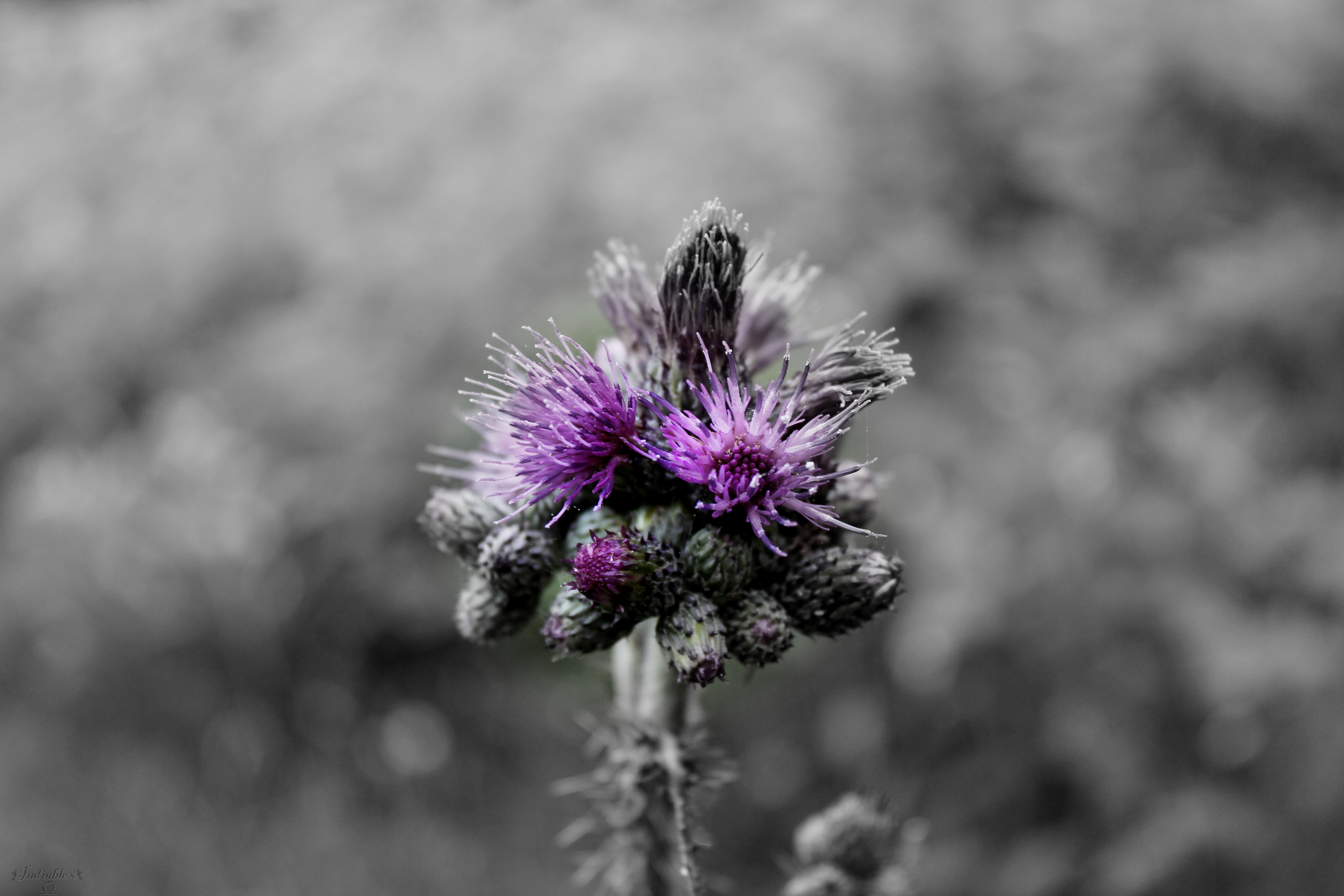 General 5184x3456 macro flowers purple nature photography monochrome selective coloring
