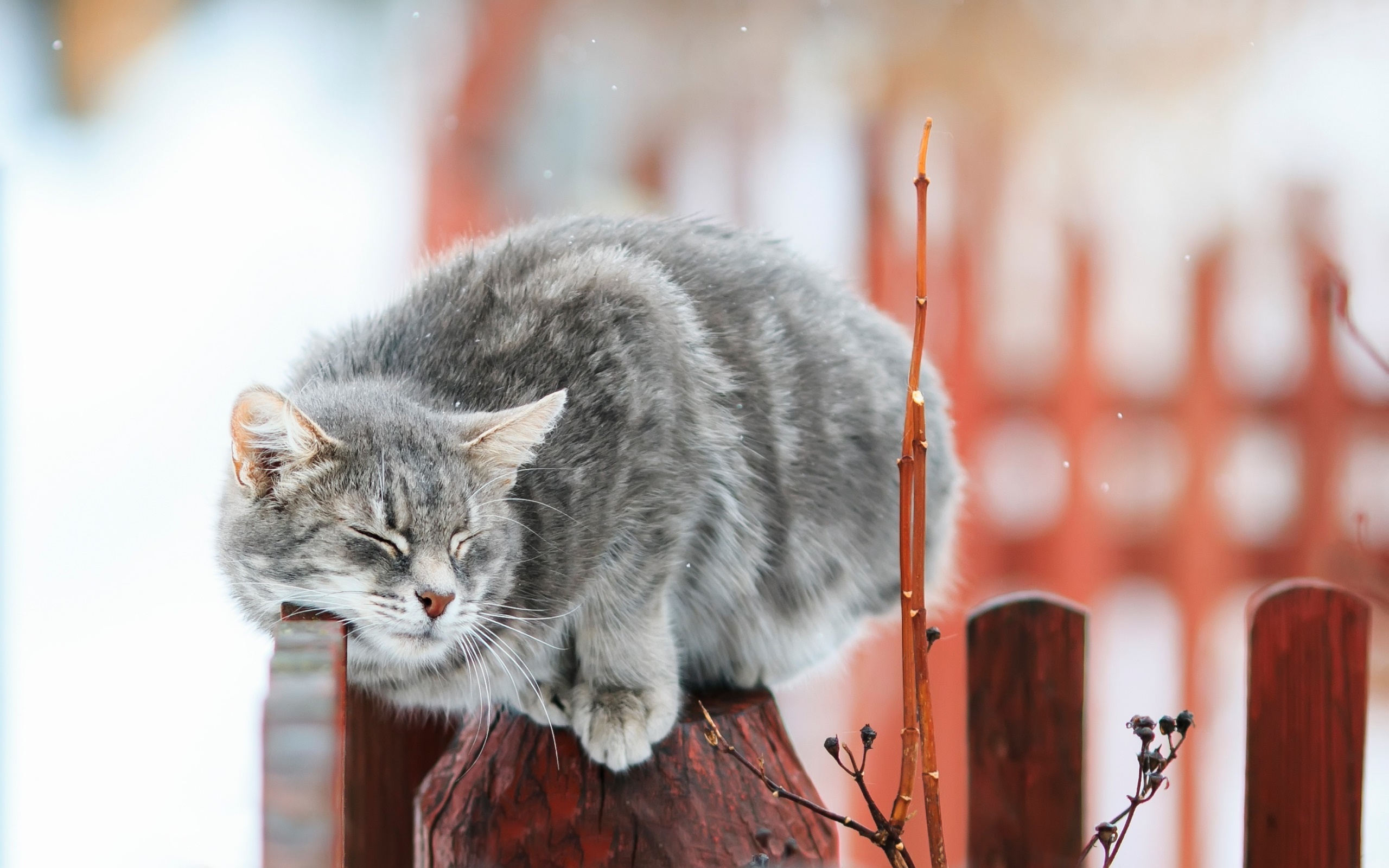 General 2560x1600 cats animals closed eyes fence closeup