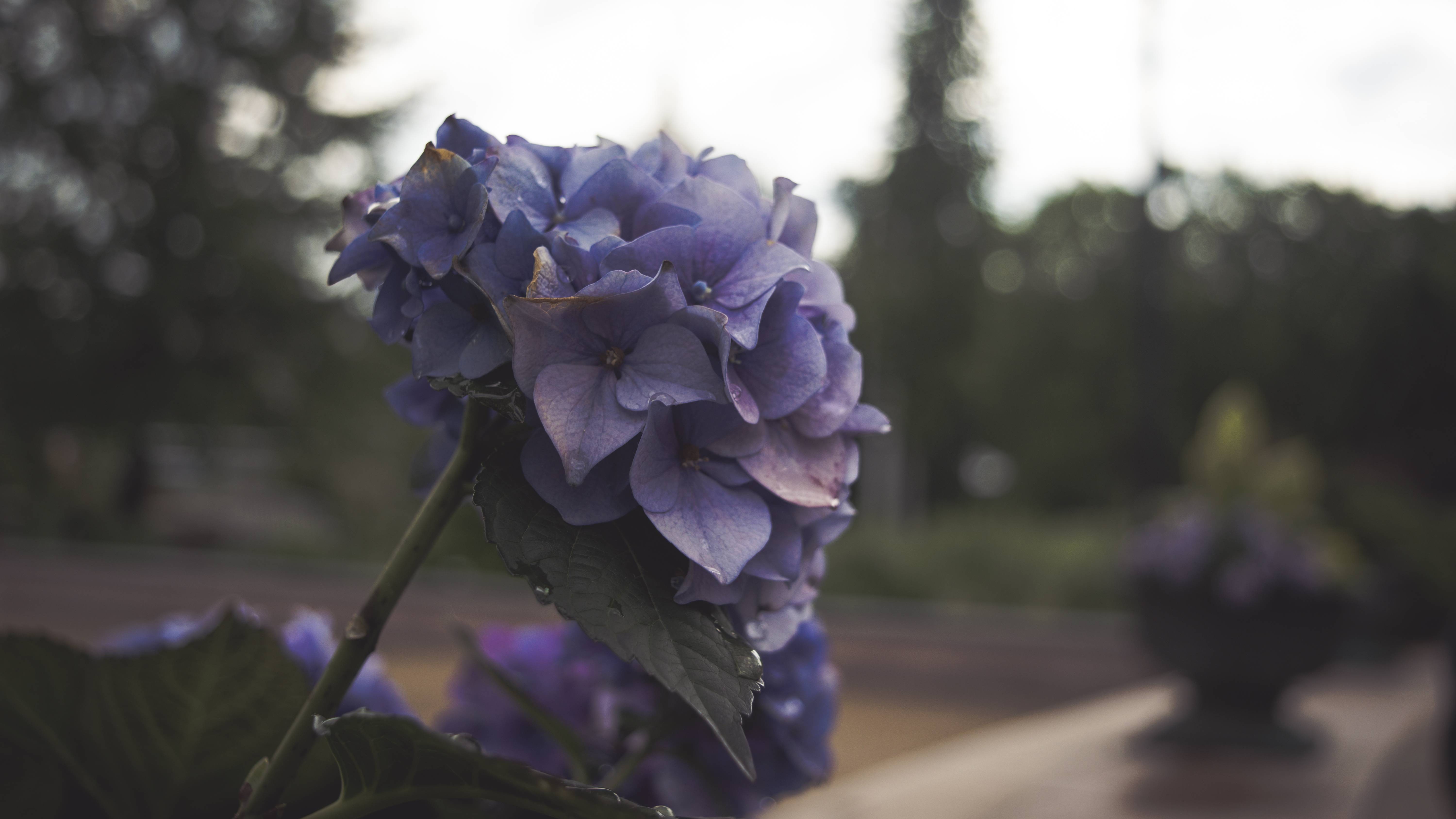 General 6000x3375 flowers depth of field blue purple plants park garden outdoors hydrangea