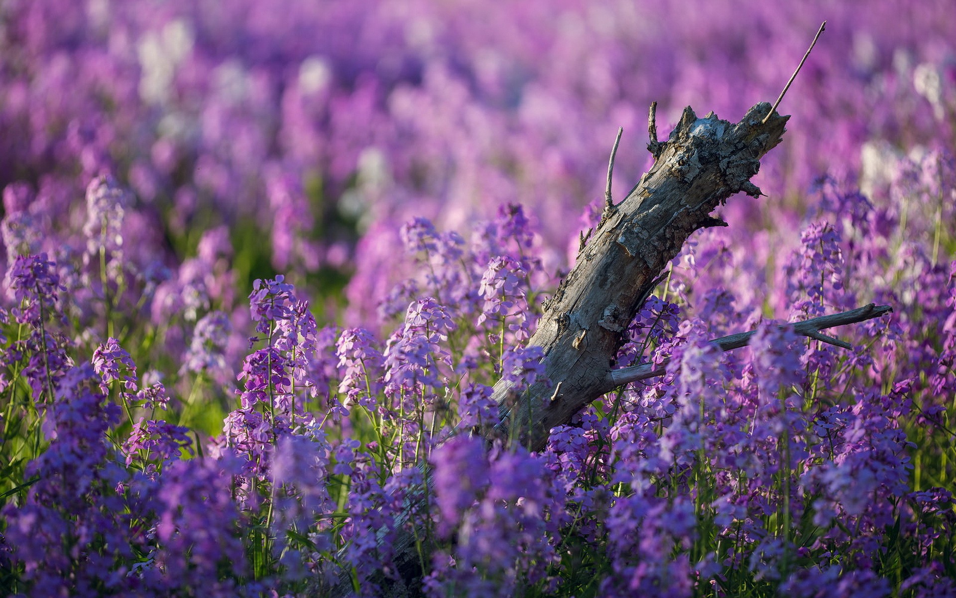 General 1920x1200 flowers nature plants depth of field purple flowers lavender outdoors wood closeup