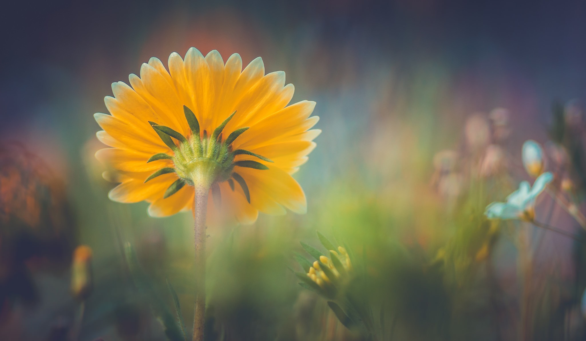 General 2048x1193 photography flowers sunflowers plants depth of field closeup yellow flowers