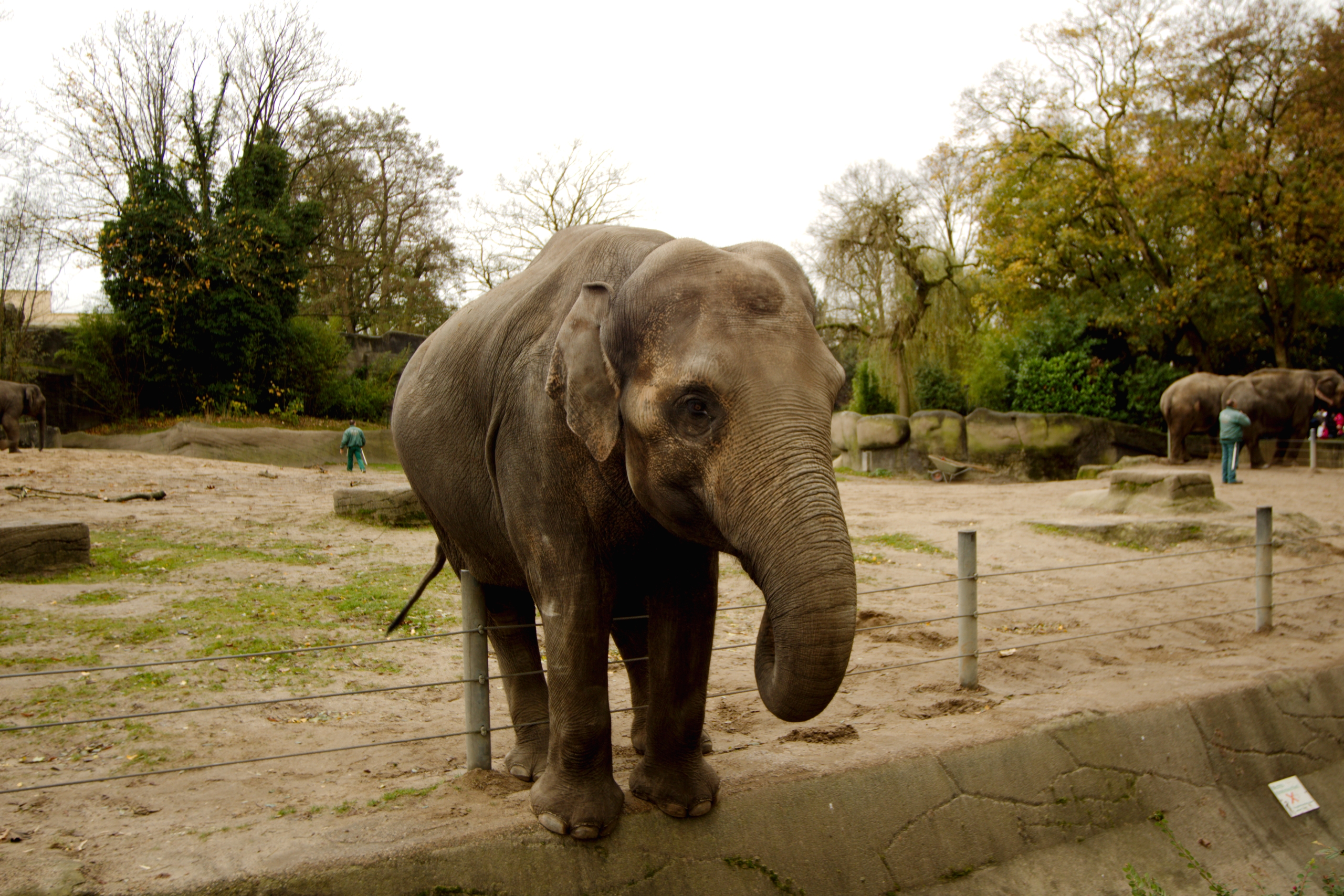 General 2560x1707 Hamburg Zoo elephant