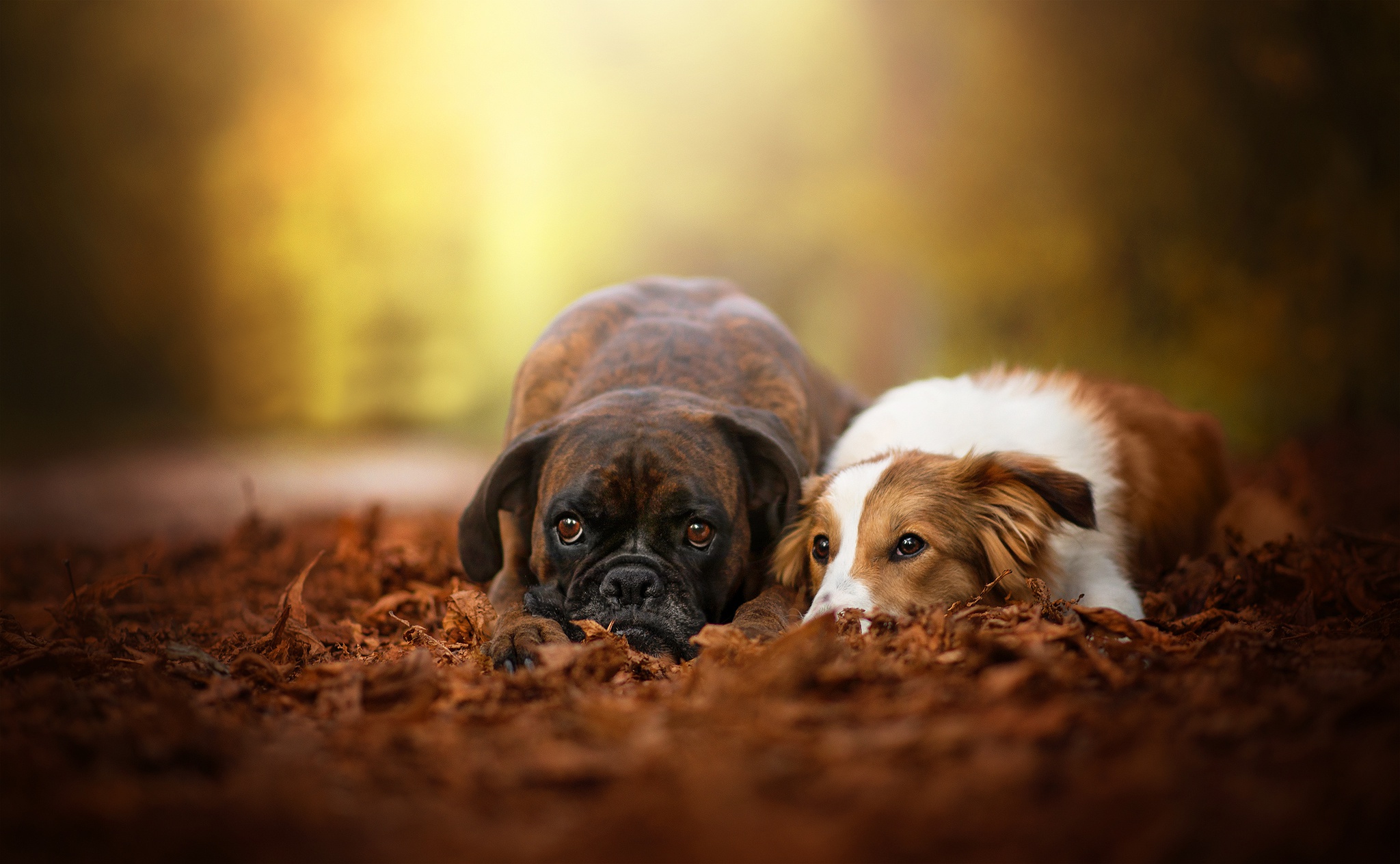 General 2048x1264 dog animals outdoors blurred fall leaves