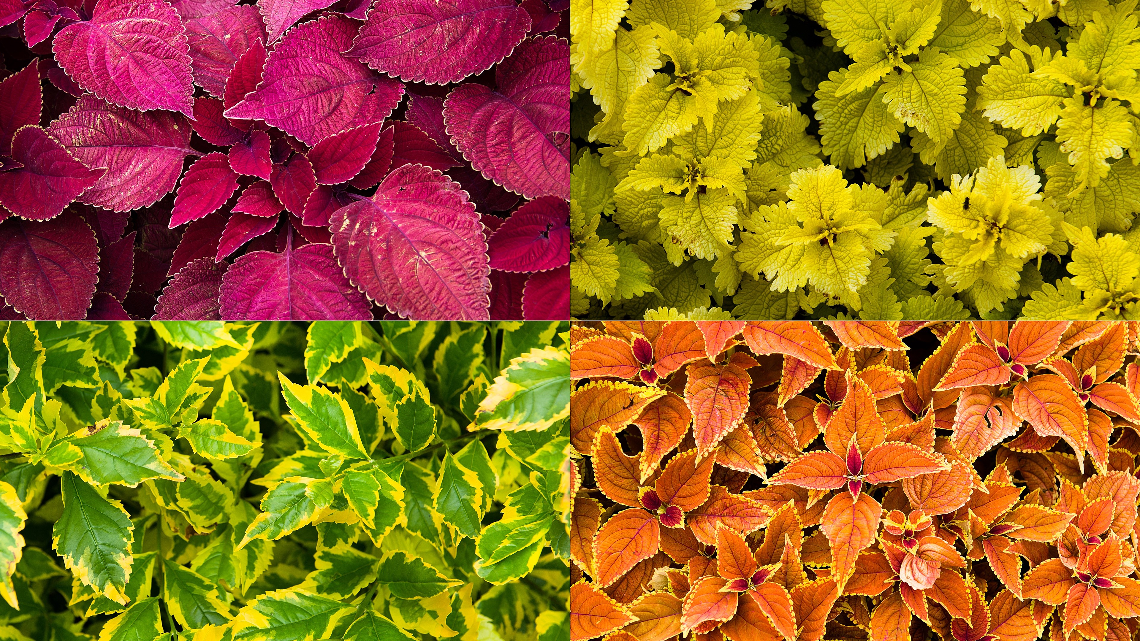 General 3840x2160 plants nature outdoors colorful red leaves top view collage